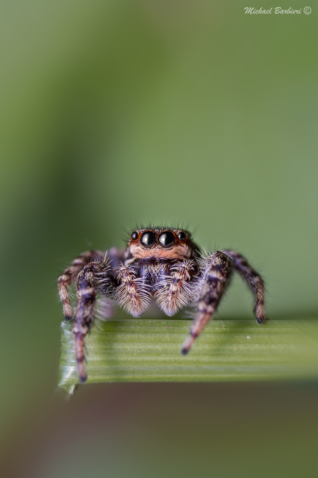 Salticidae on Twietto