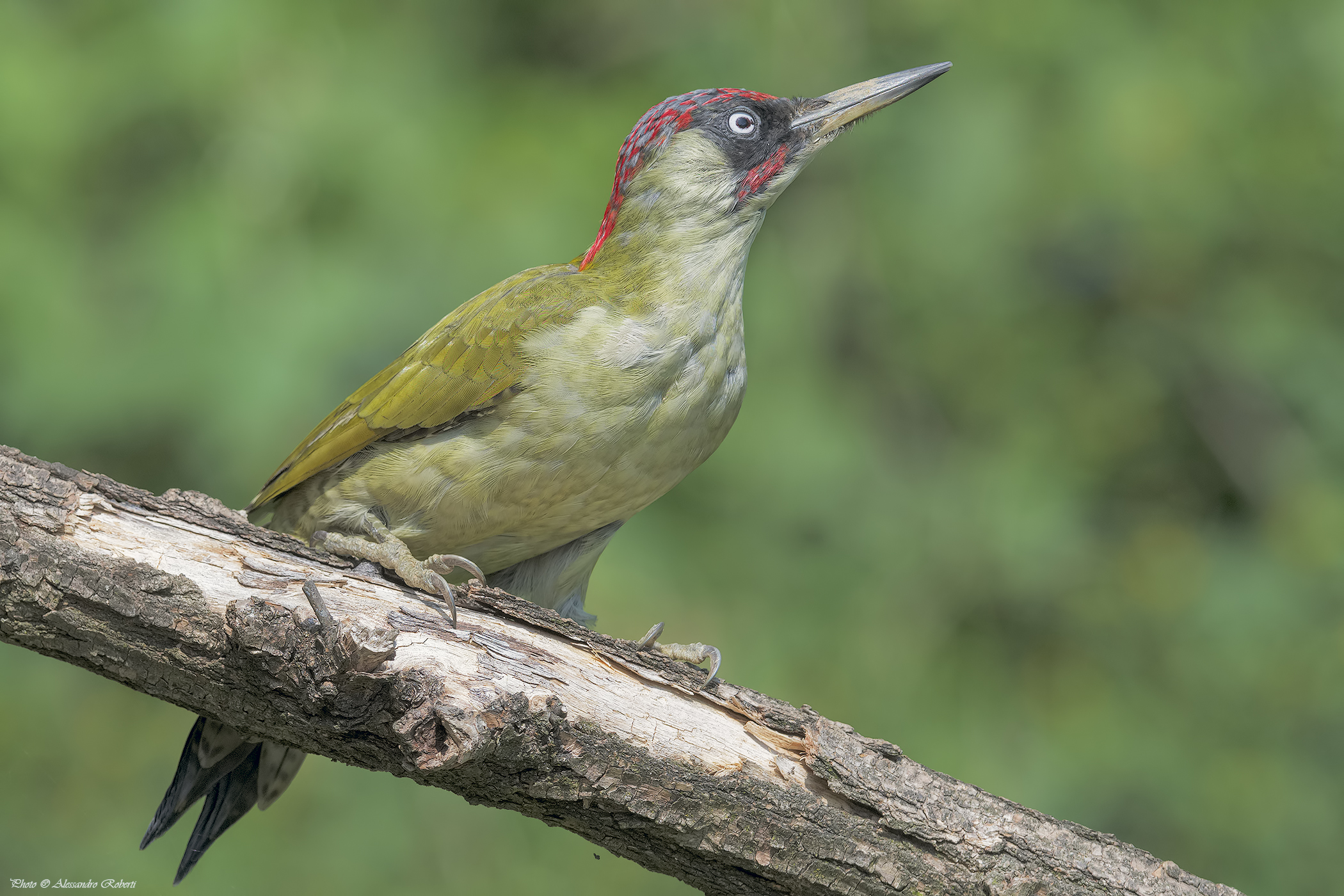 Picchio verde maschio