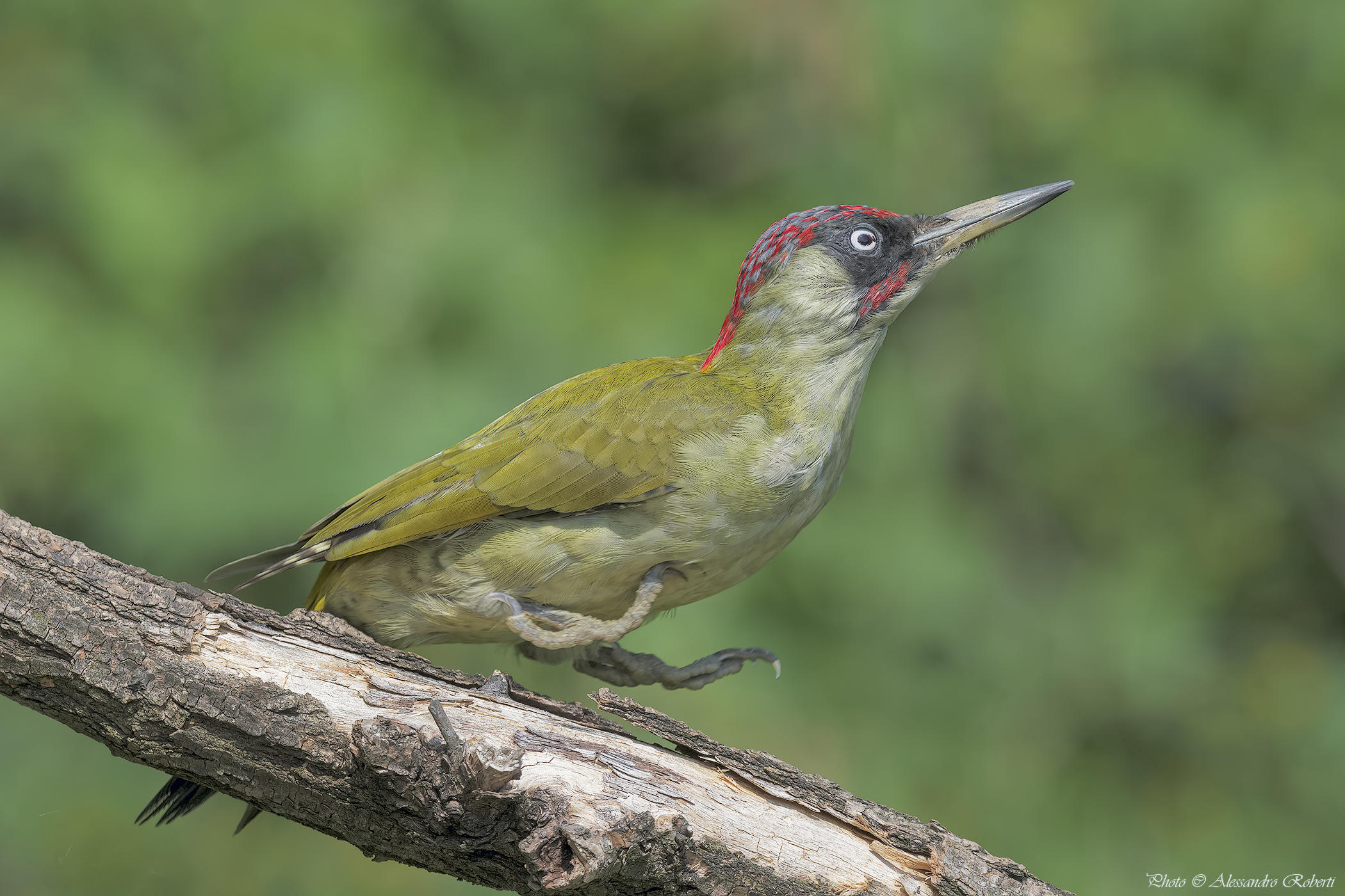 Picchio verde maschio