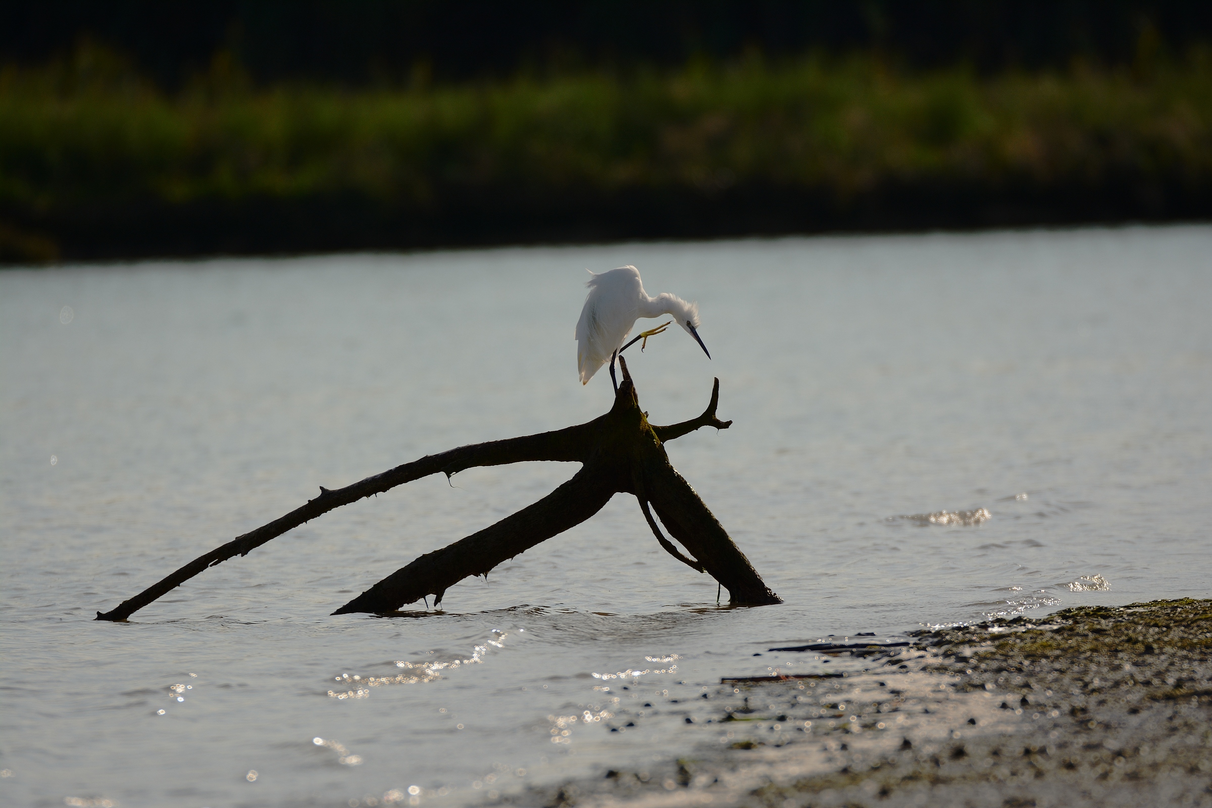 Garzetta al tramonto