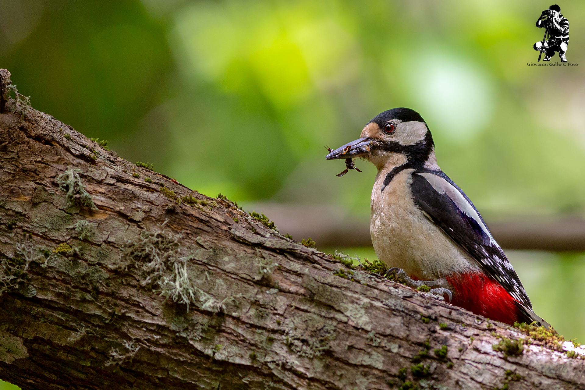 Picchio Rosso Maggiore
