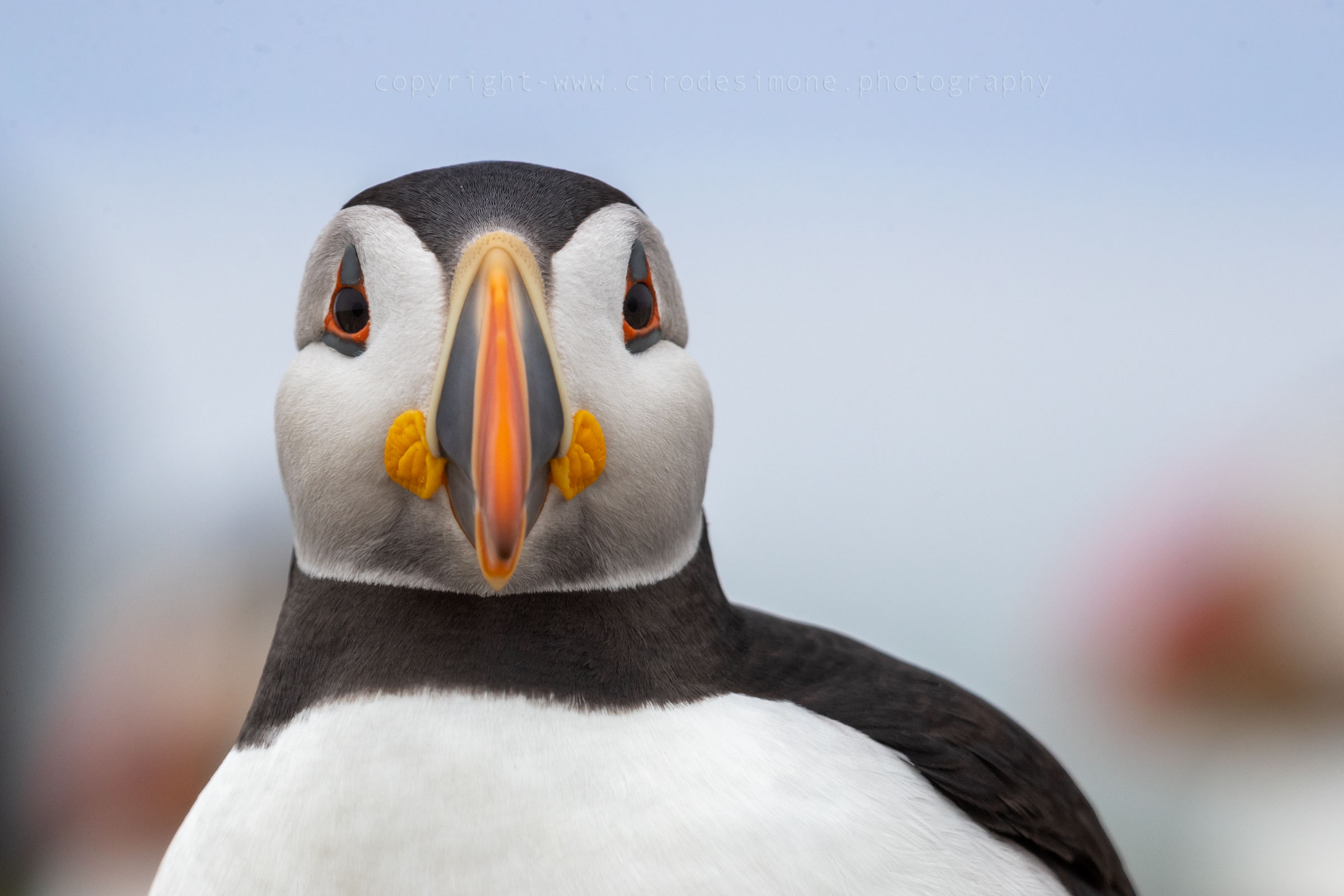 Faccia da Puffin