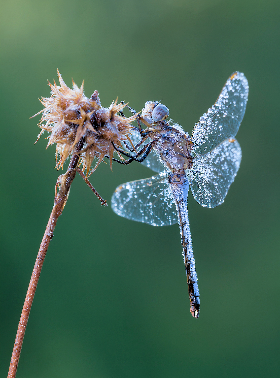 Libellula
