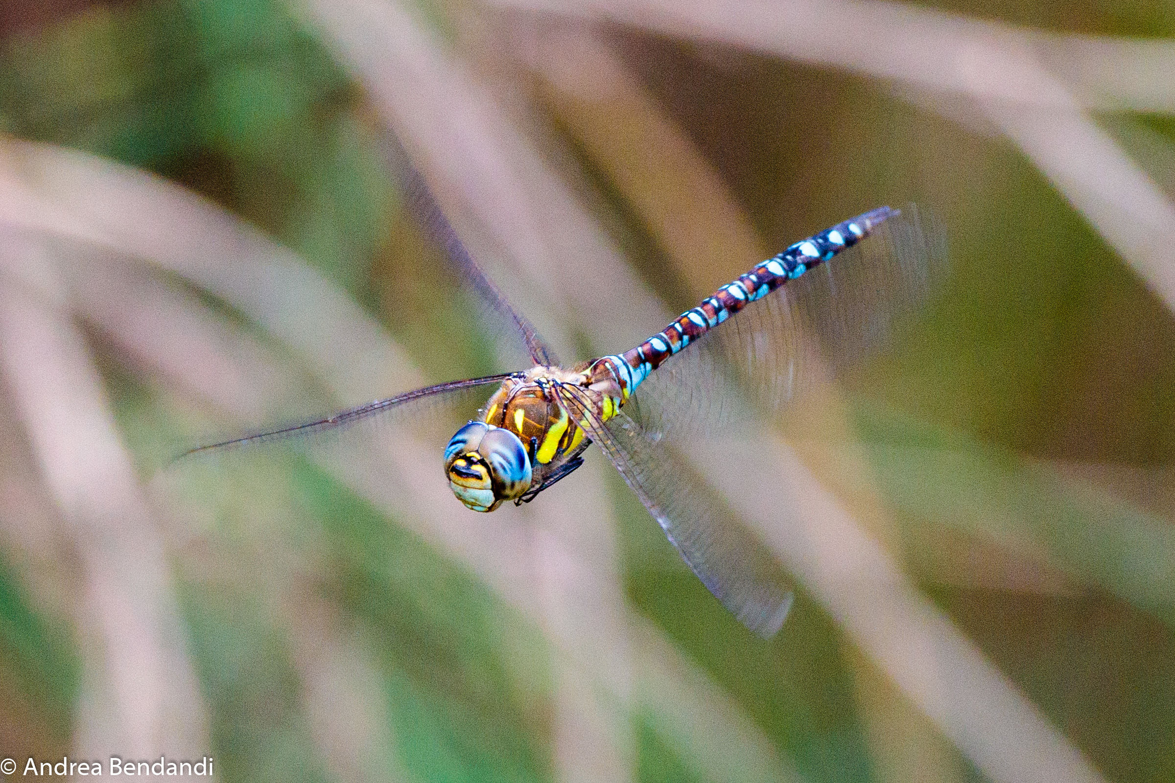 Dragonfly in Flight 1