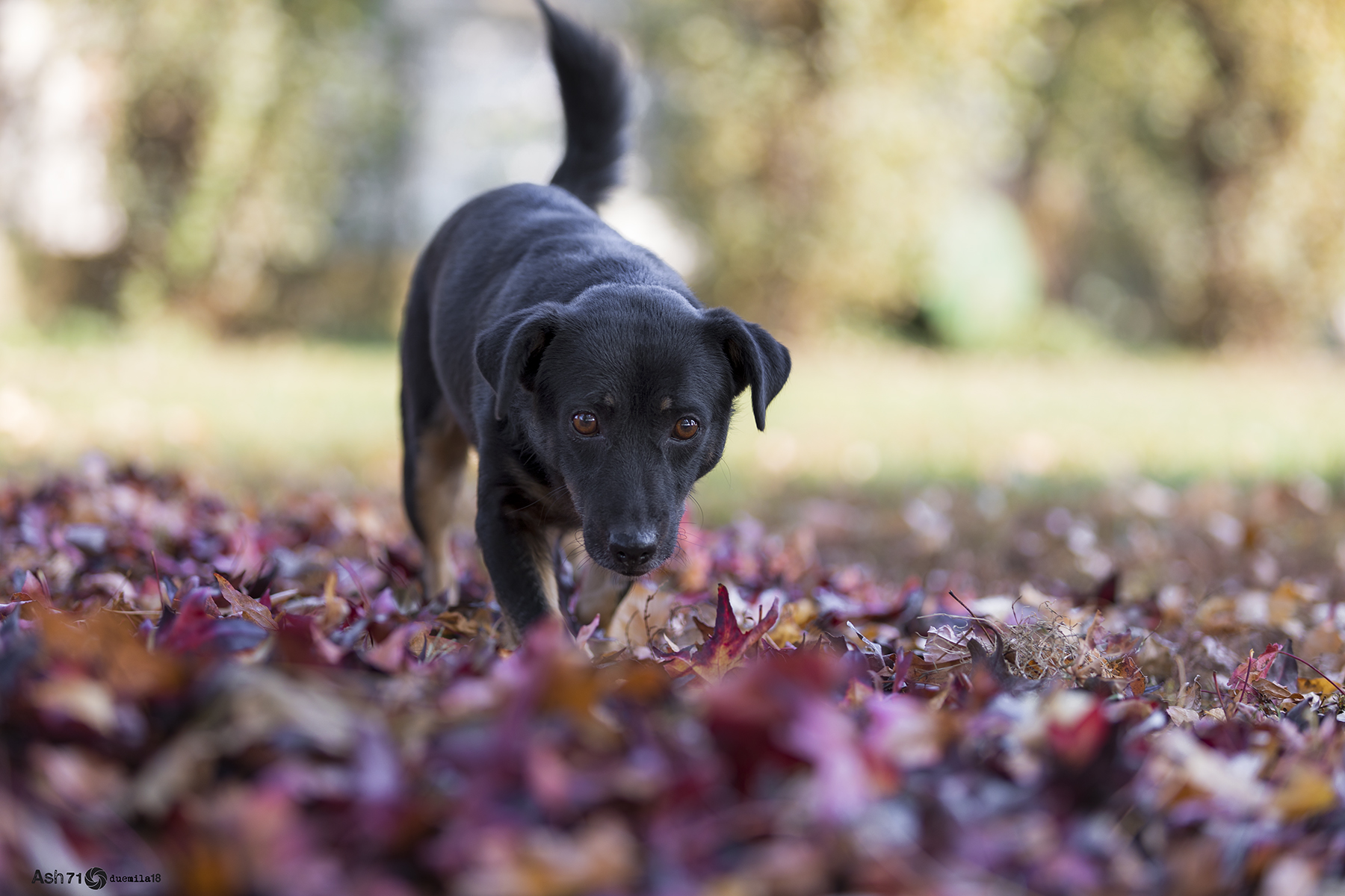 Leaves, leaves.. Millions of leaves!!!