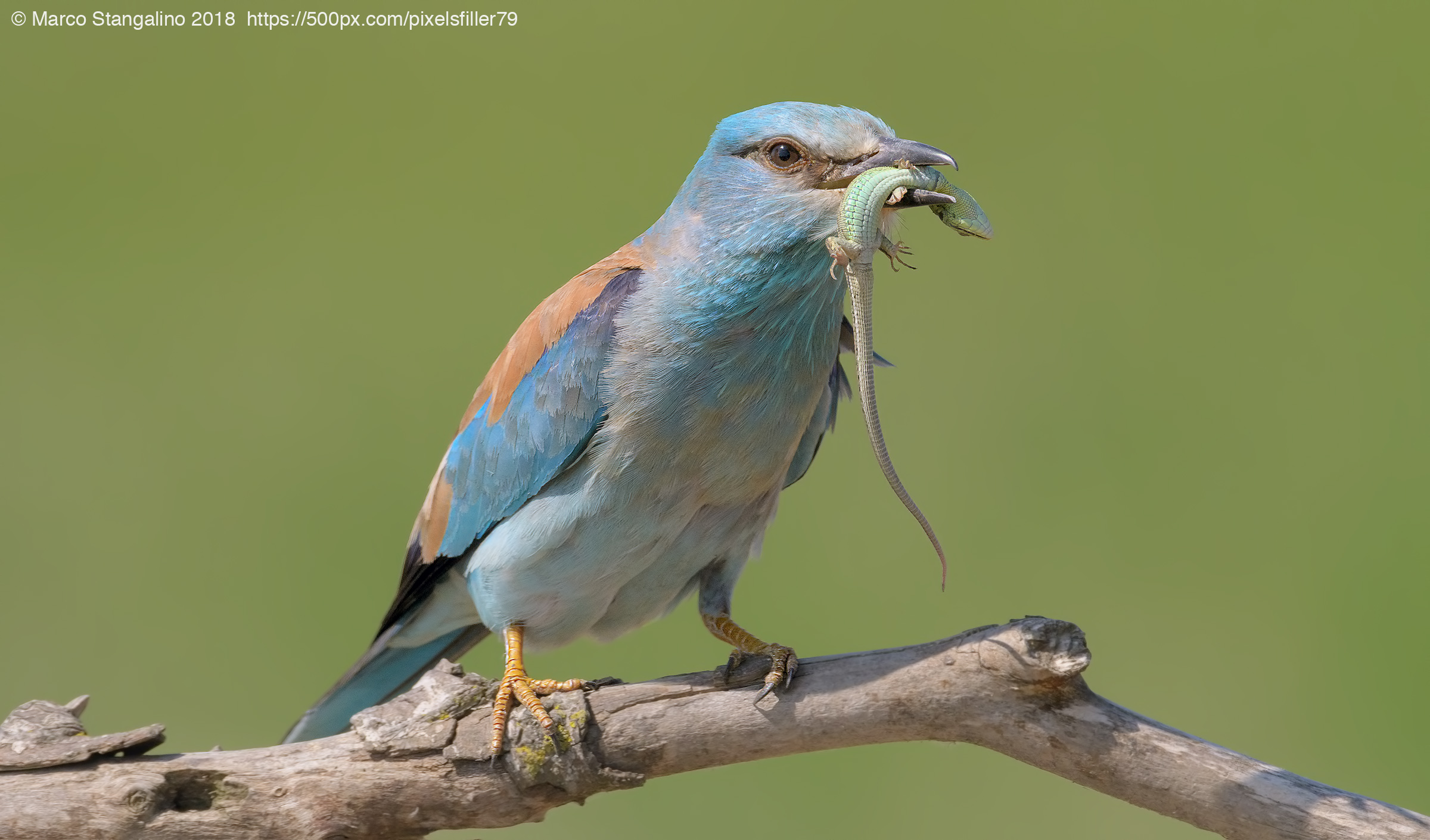 European Roller