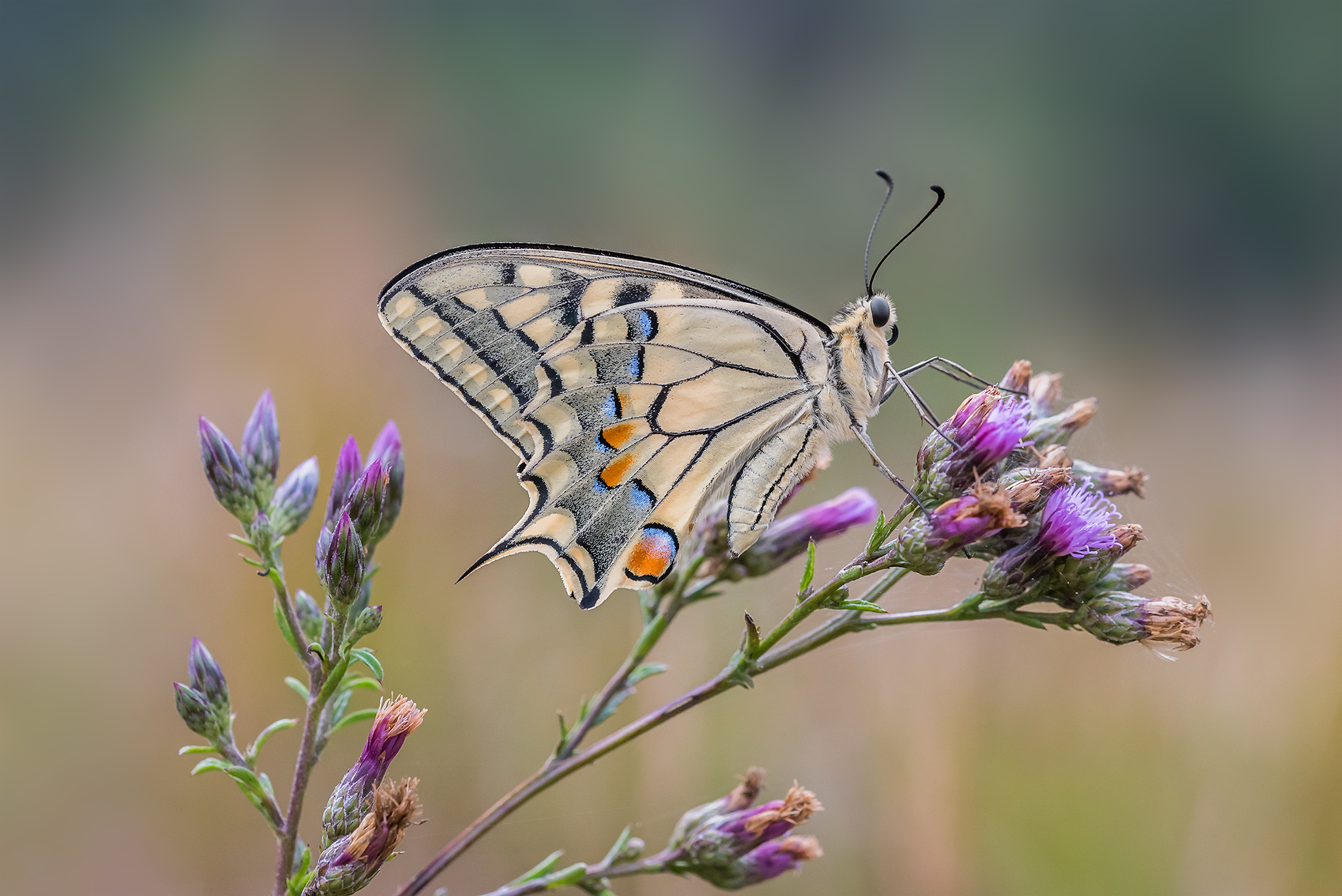 The Papilio machaon