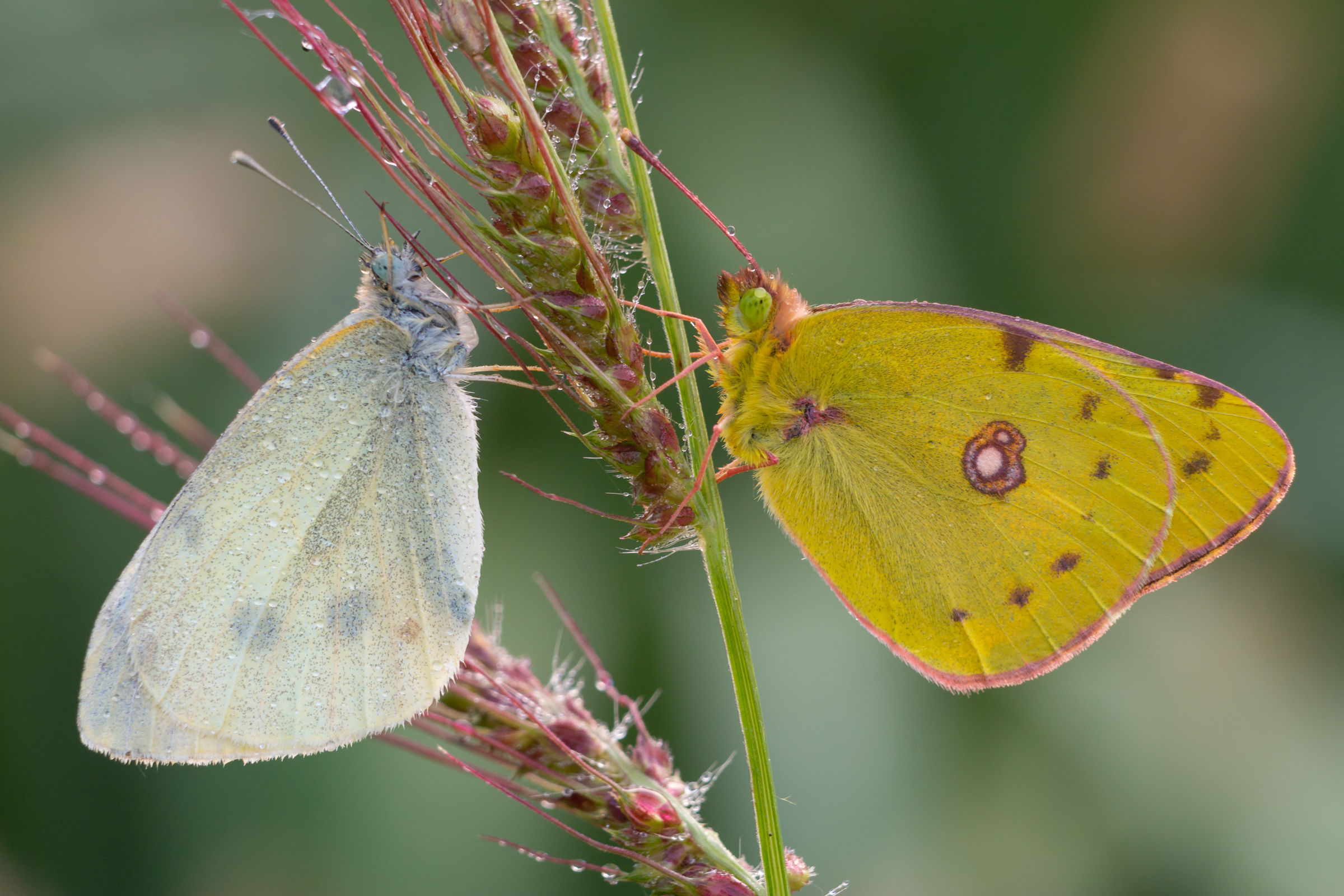 Pieris brassicae e Colias croceus