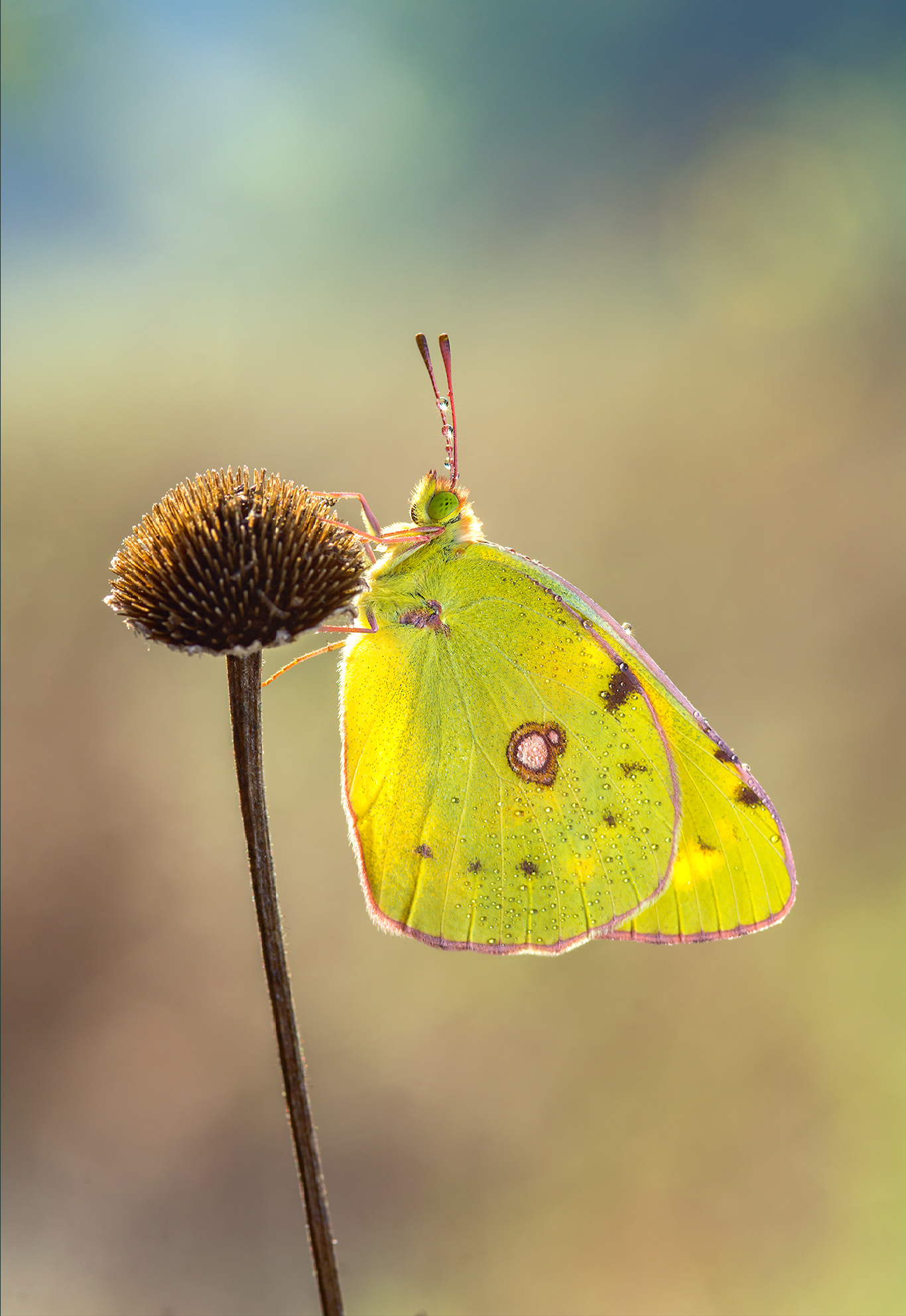 Colias crocea