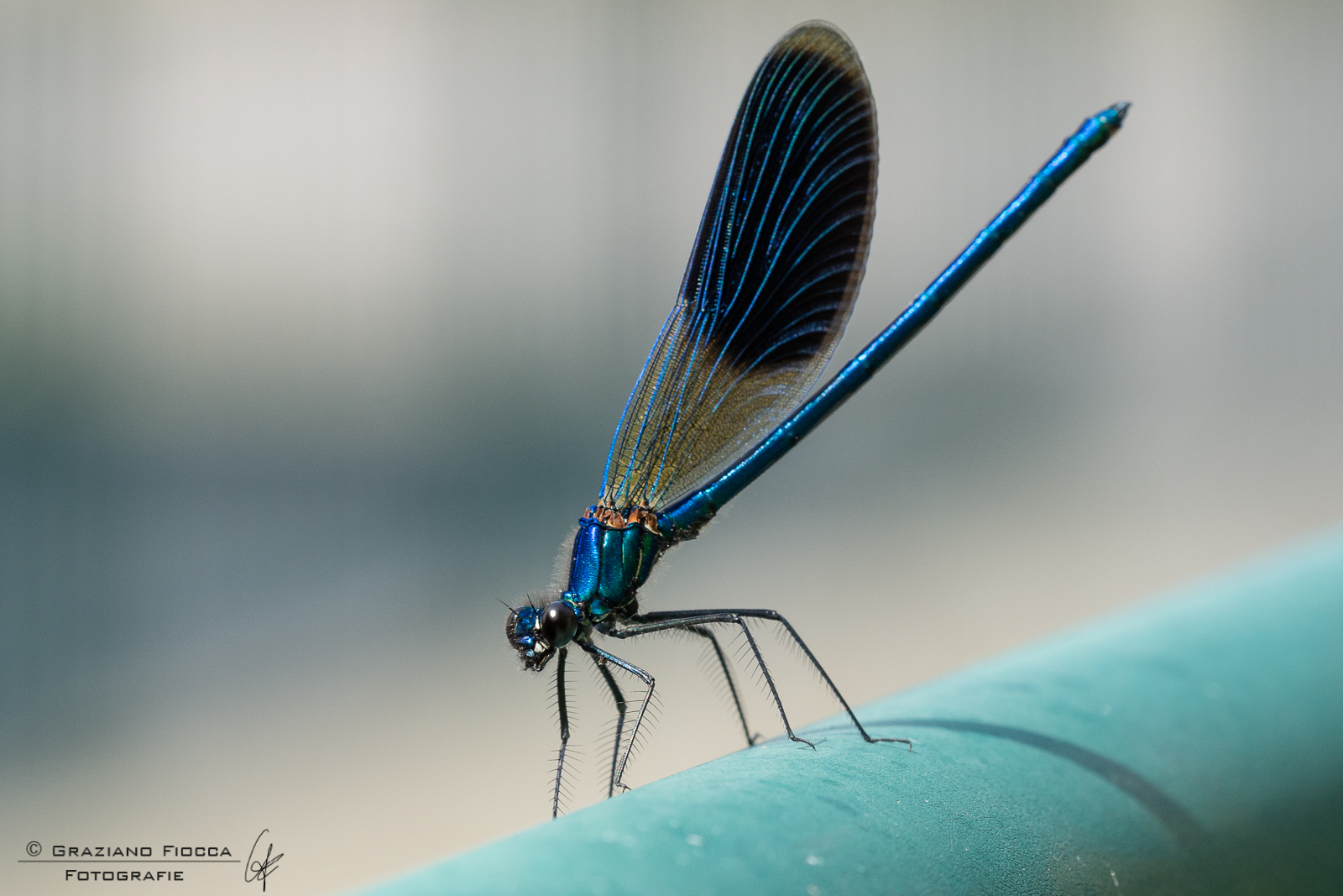 Dragonfly