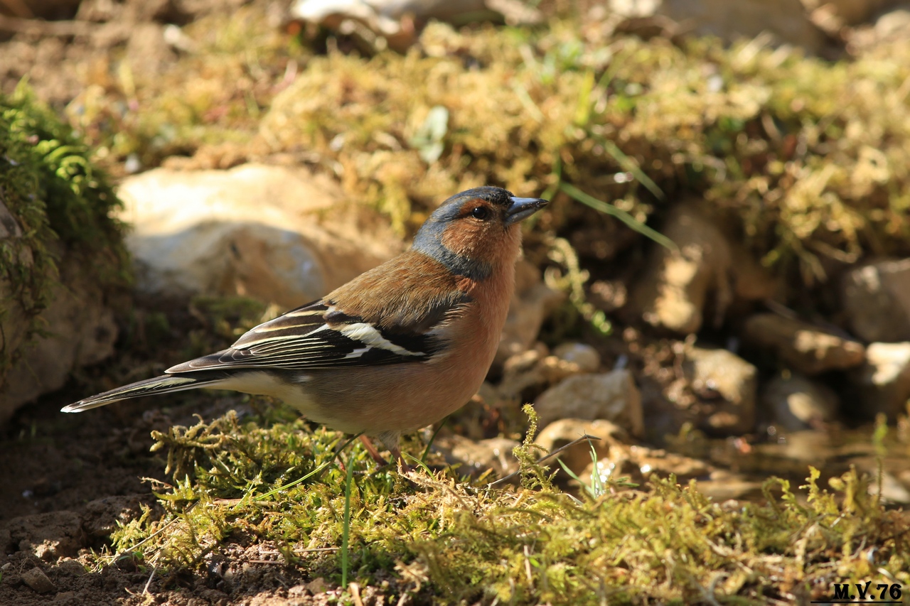 Finches-Fringilla coelebs