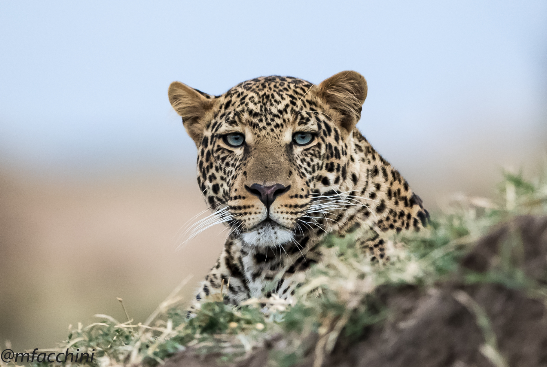 Leopard blues'eyes portrait