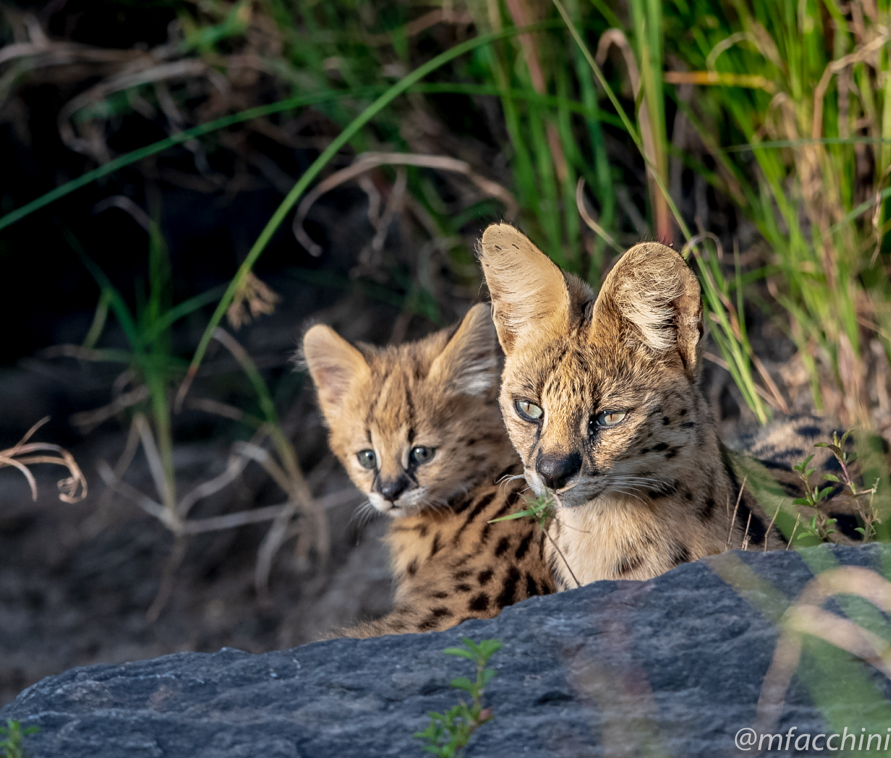 Serval cats mom and son