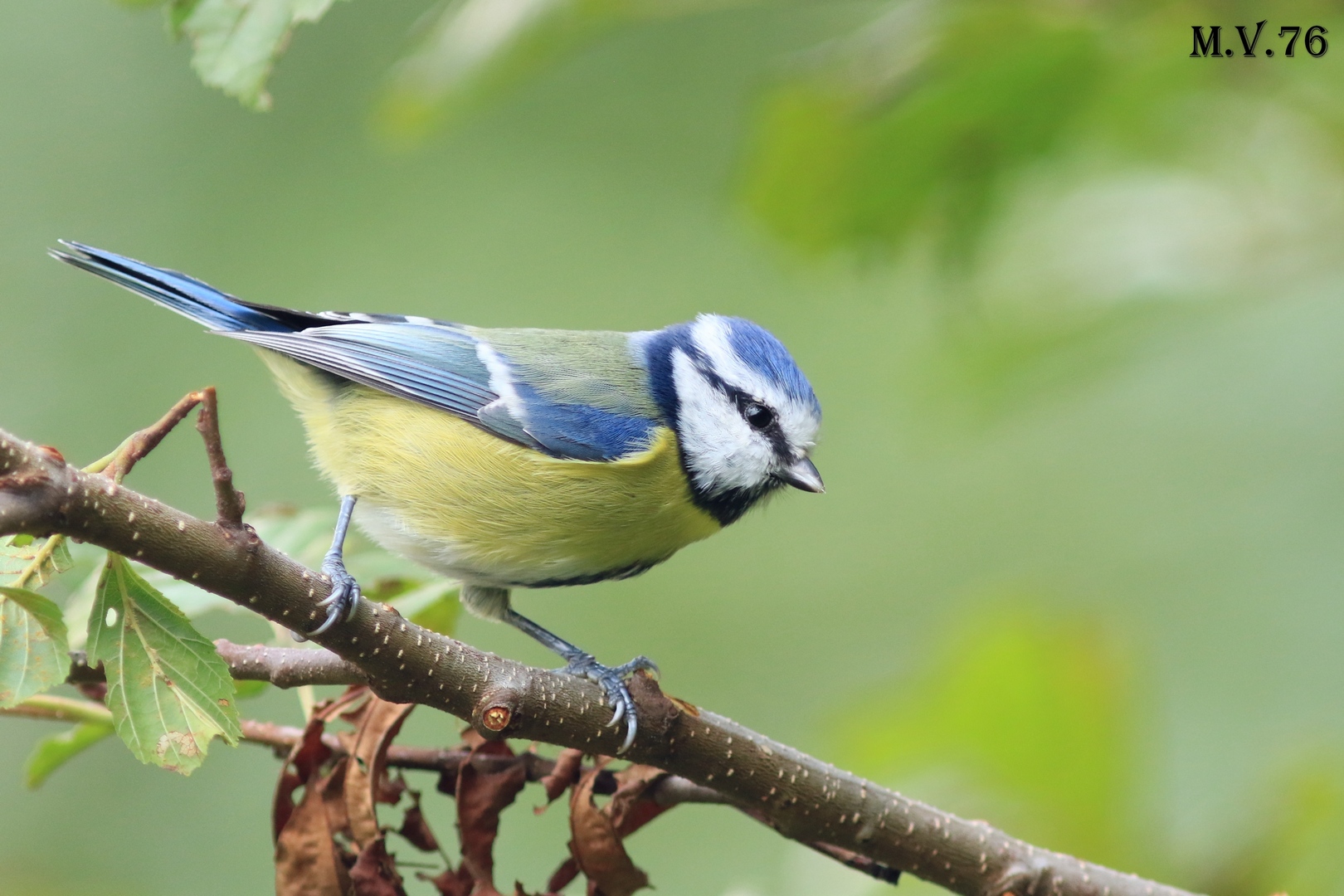 Cinciarella - Cyanistes caeruleus