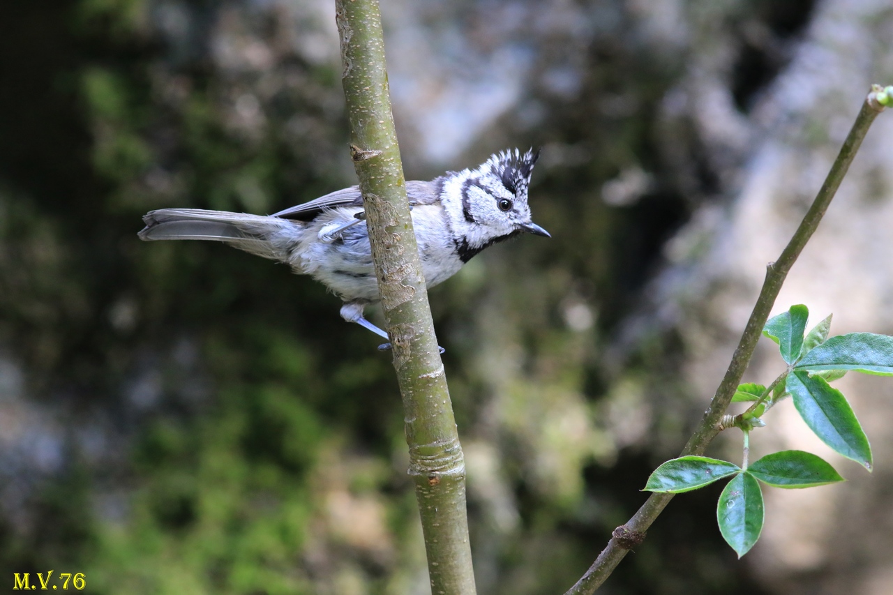 Cincia dal ciuffo - Lophophanes cristatus