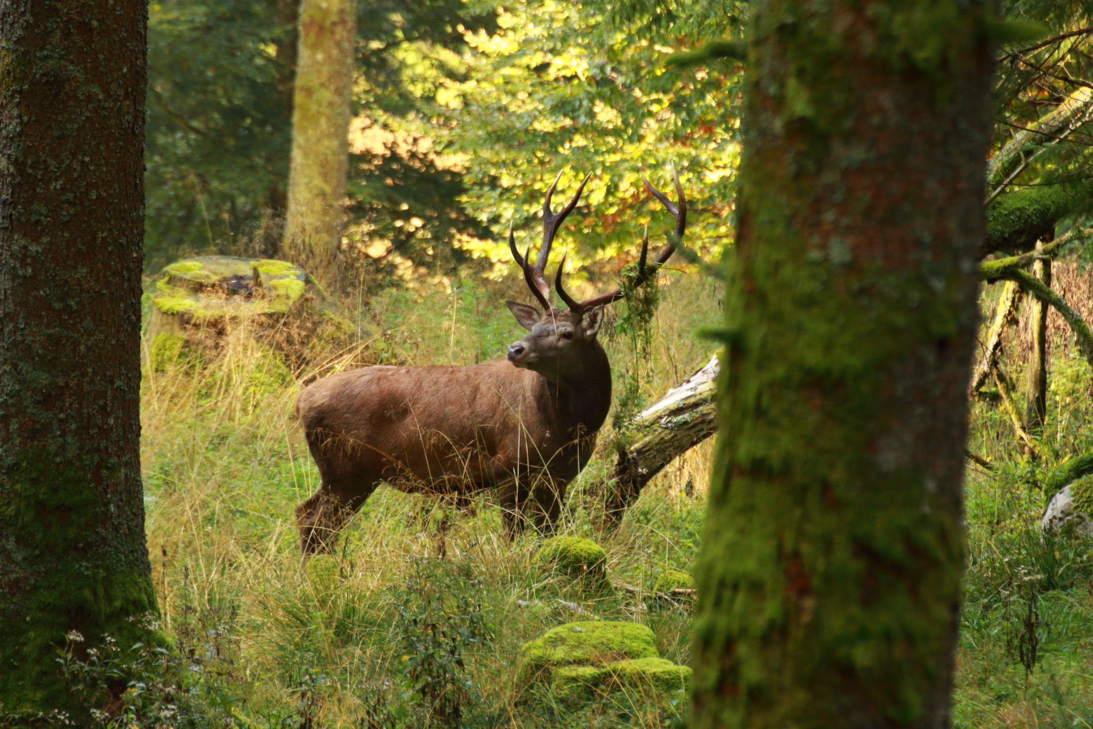 Aspettando il bramito...