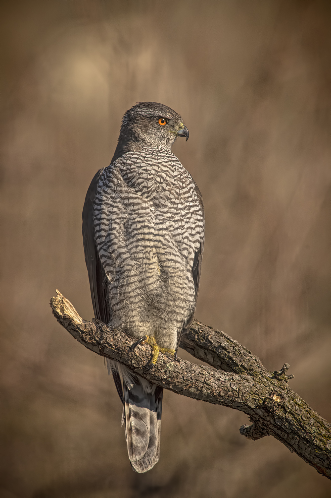 Goshawk