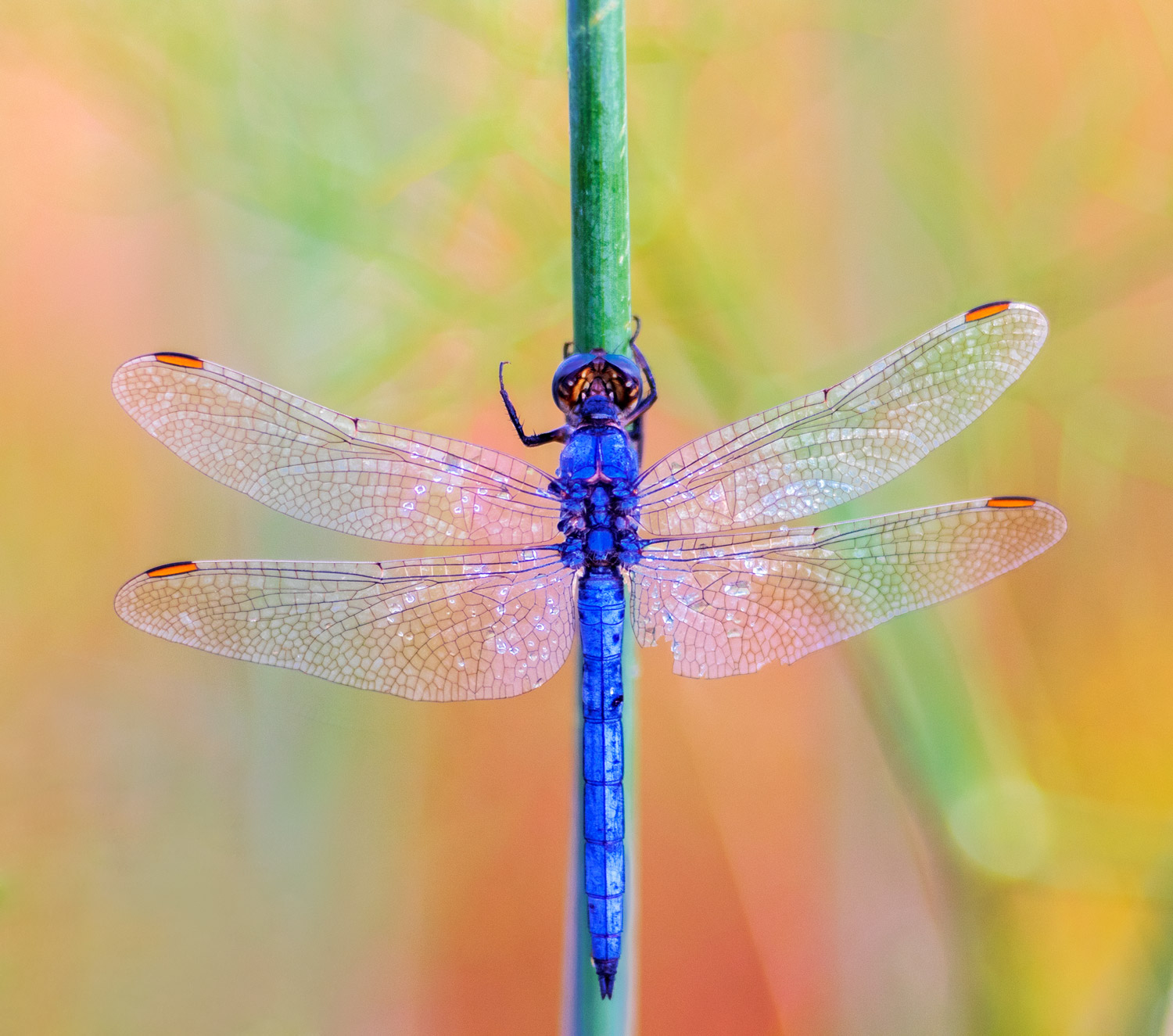 Orthetrum coerulescens anceps - maschio