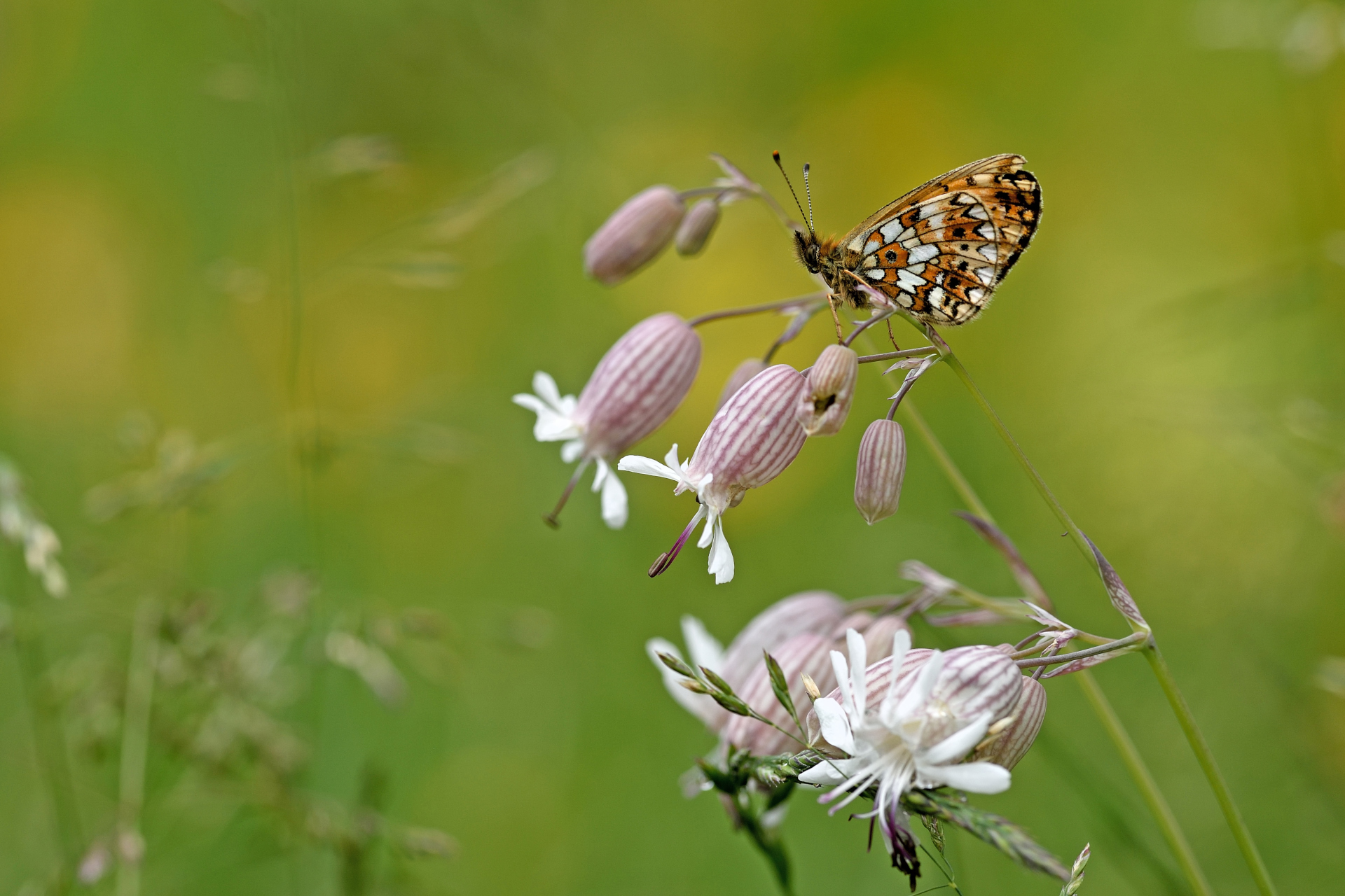 Melitaea sp.