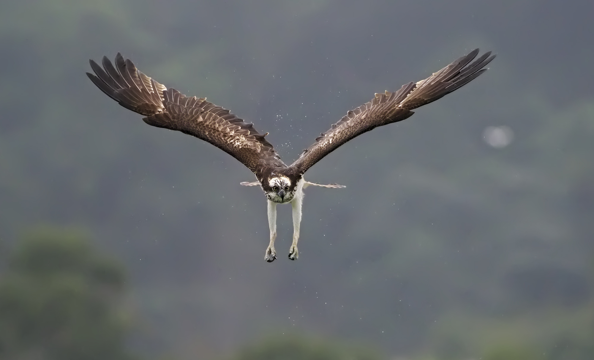Y Osprey...