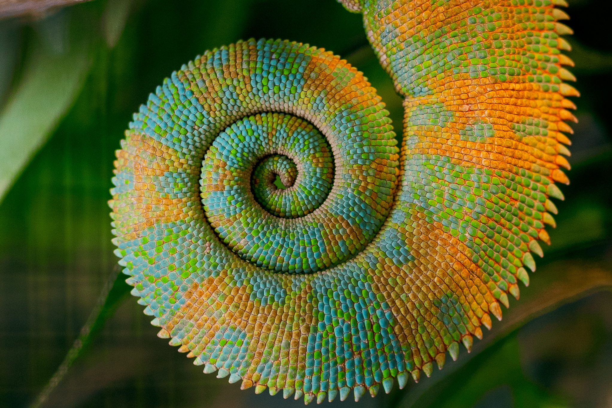 Tail of Chameleon