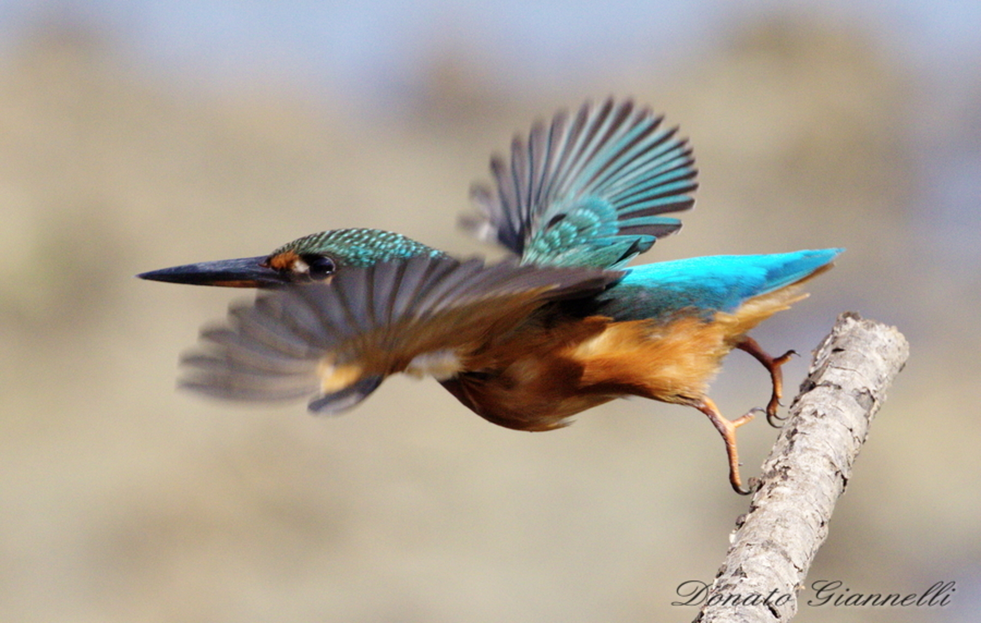 Kingfisher, Park of Piana Sesto F.no Fi Italy