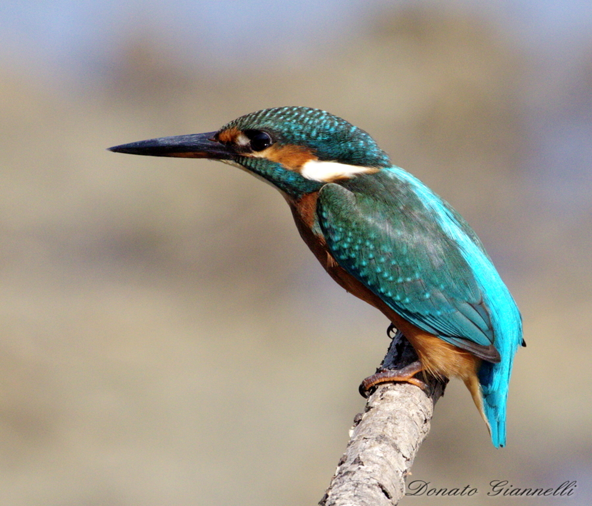 Kingfisher