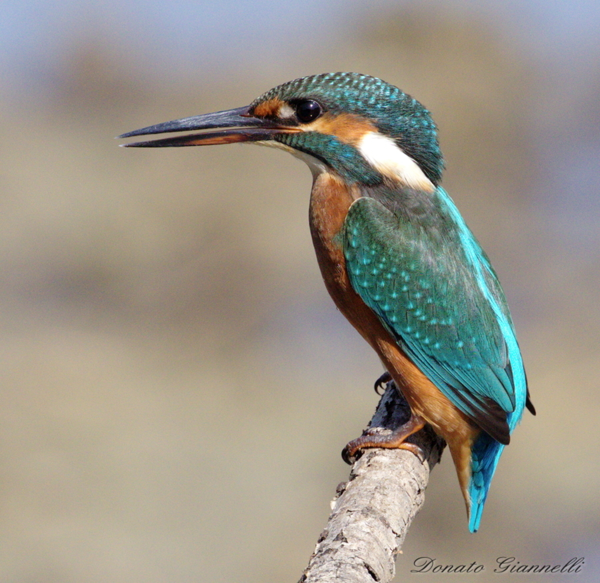 Kingfisher