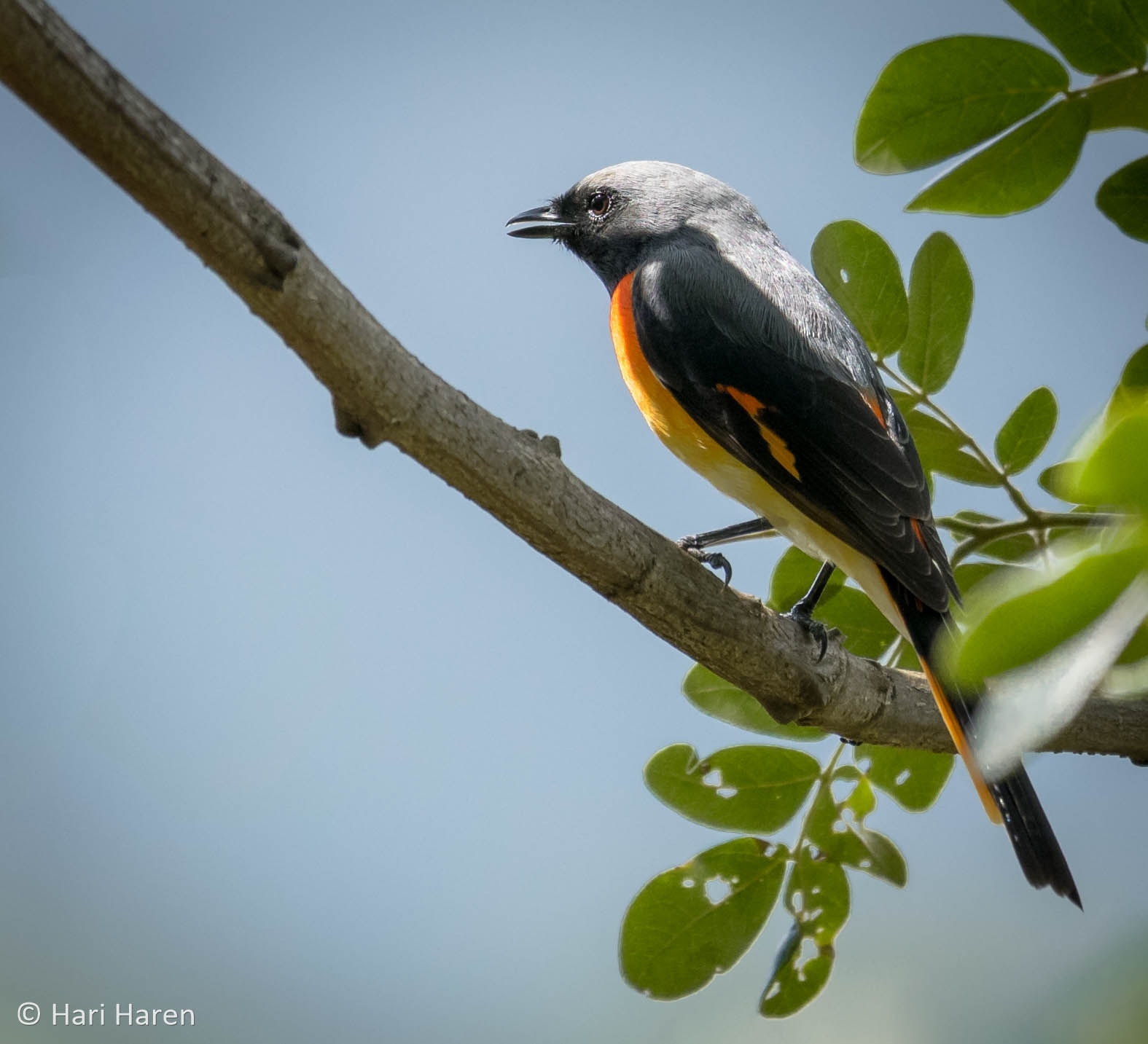 Small minivet