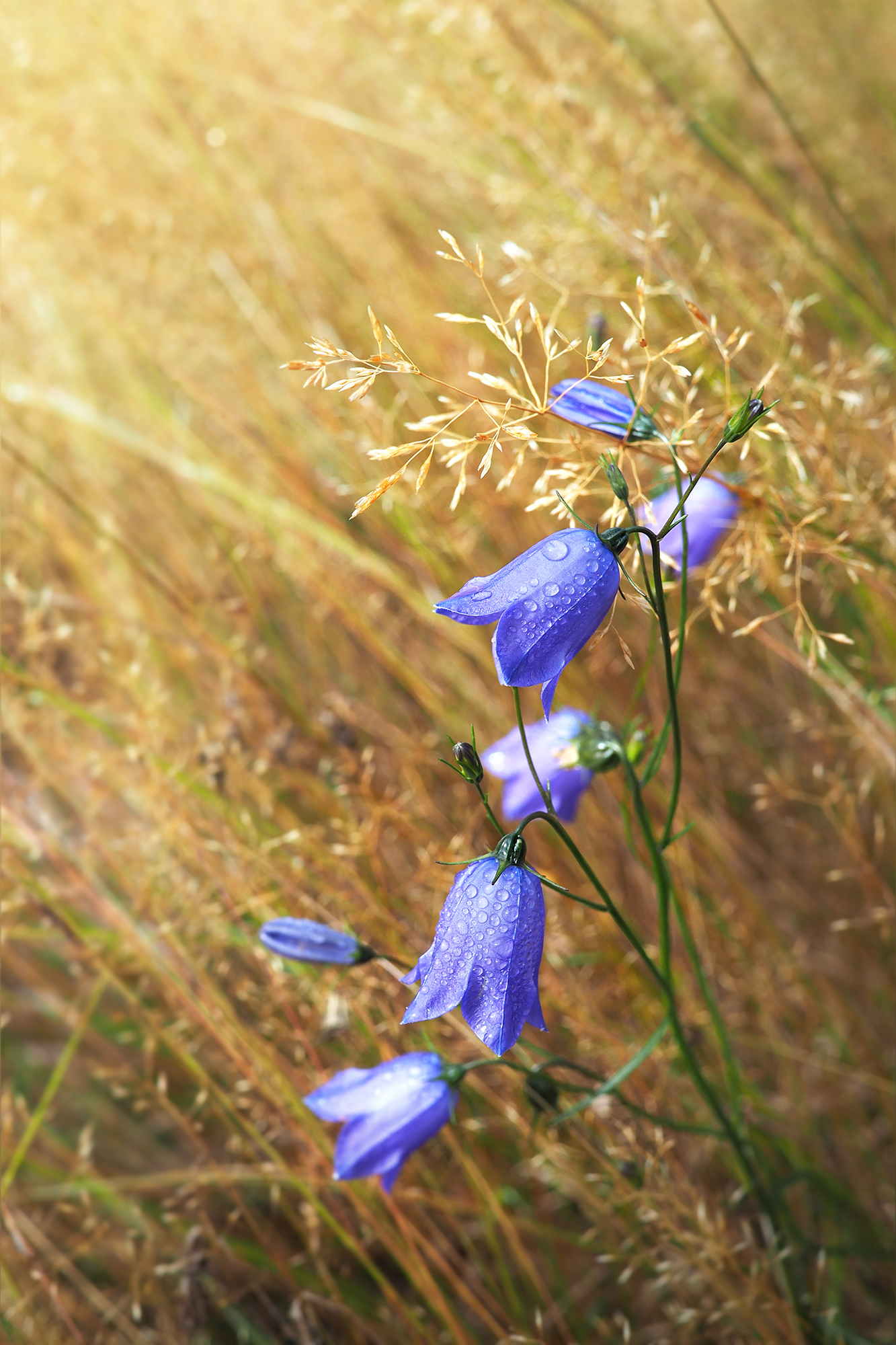 Campanula scheuchzeri