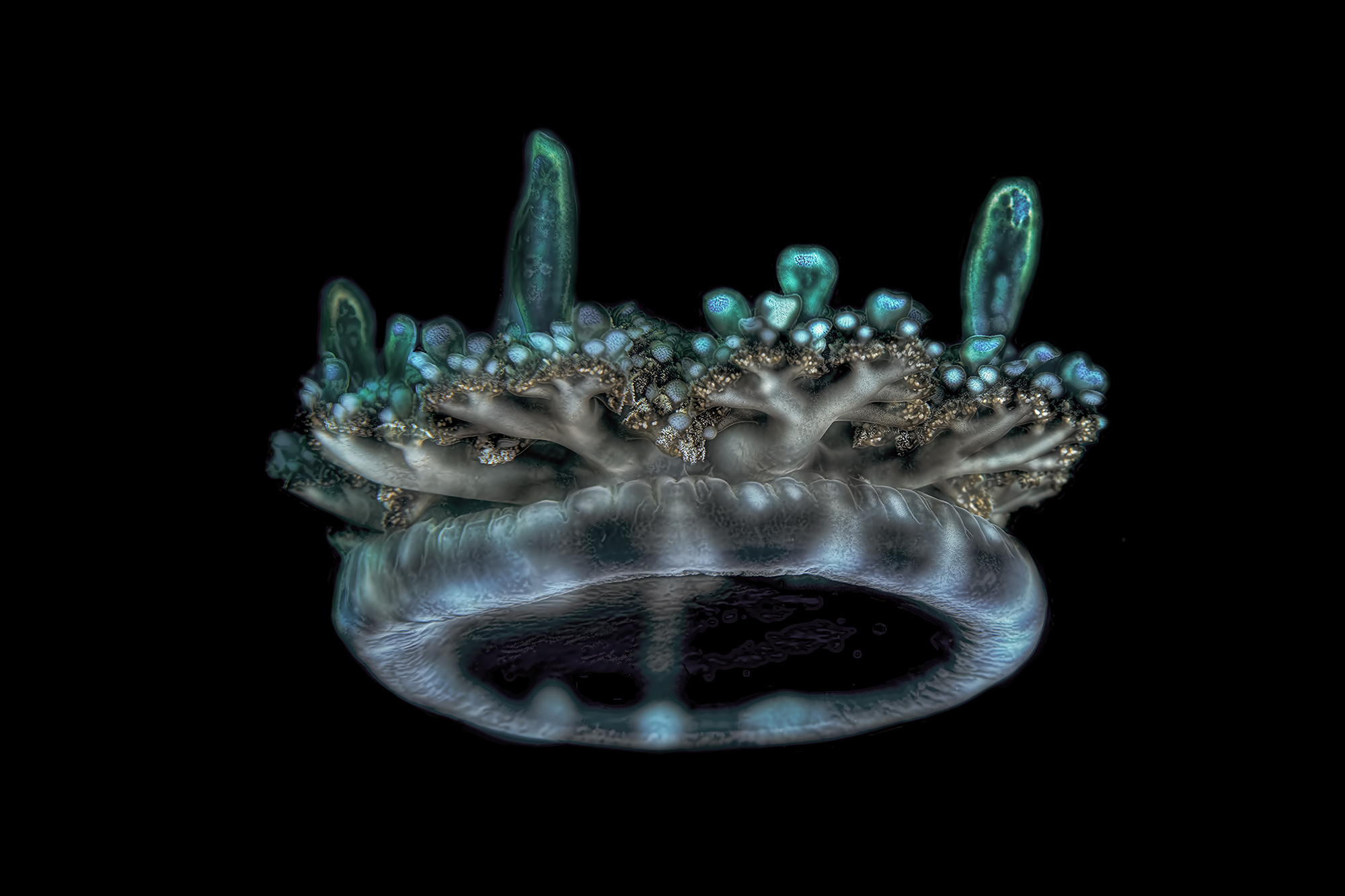 Cassiopeia Andromeda,