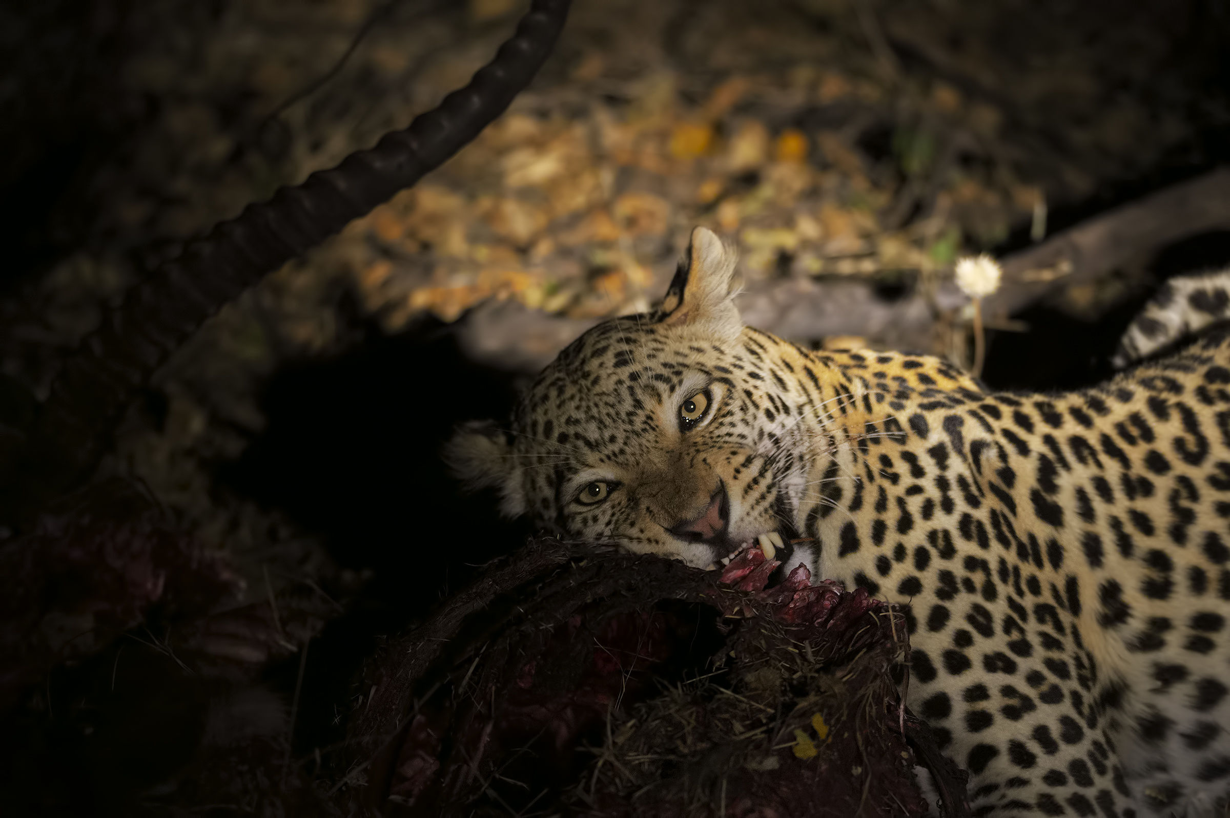 The night of the leopard