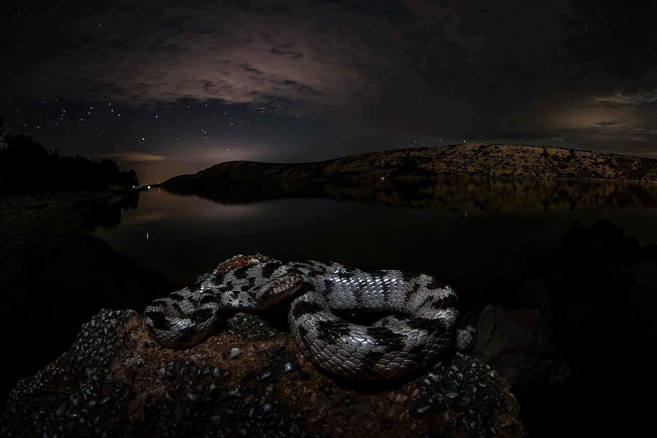 Serpente gatto europeo (Telescopus fallax)