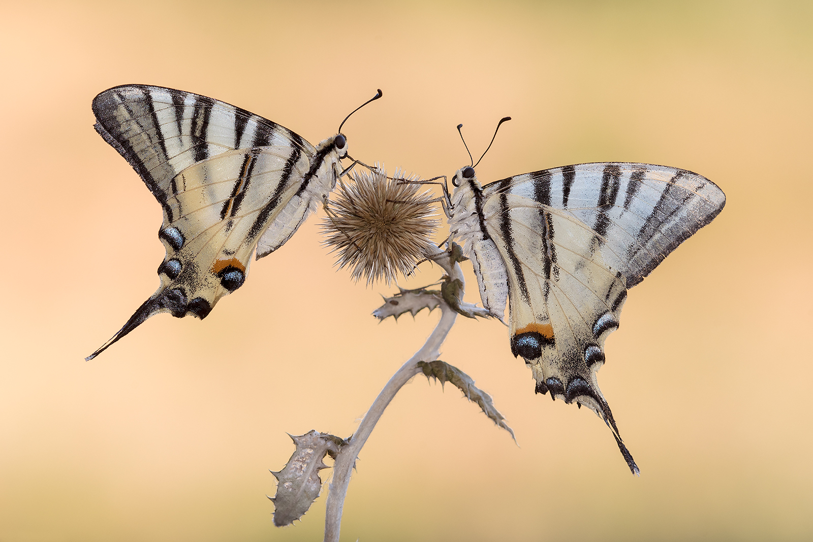 Iphiclides podalirius