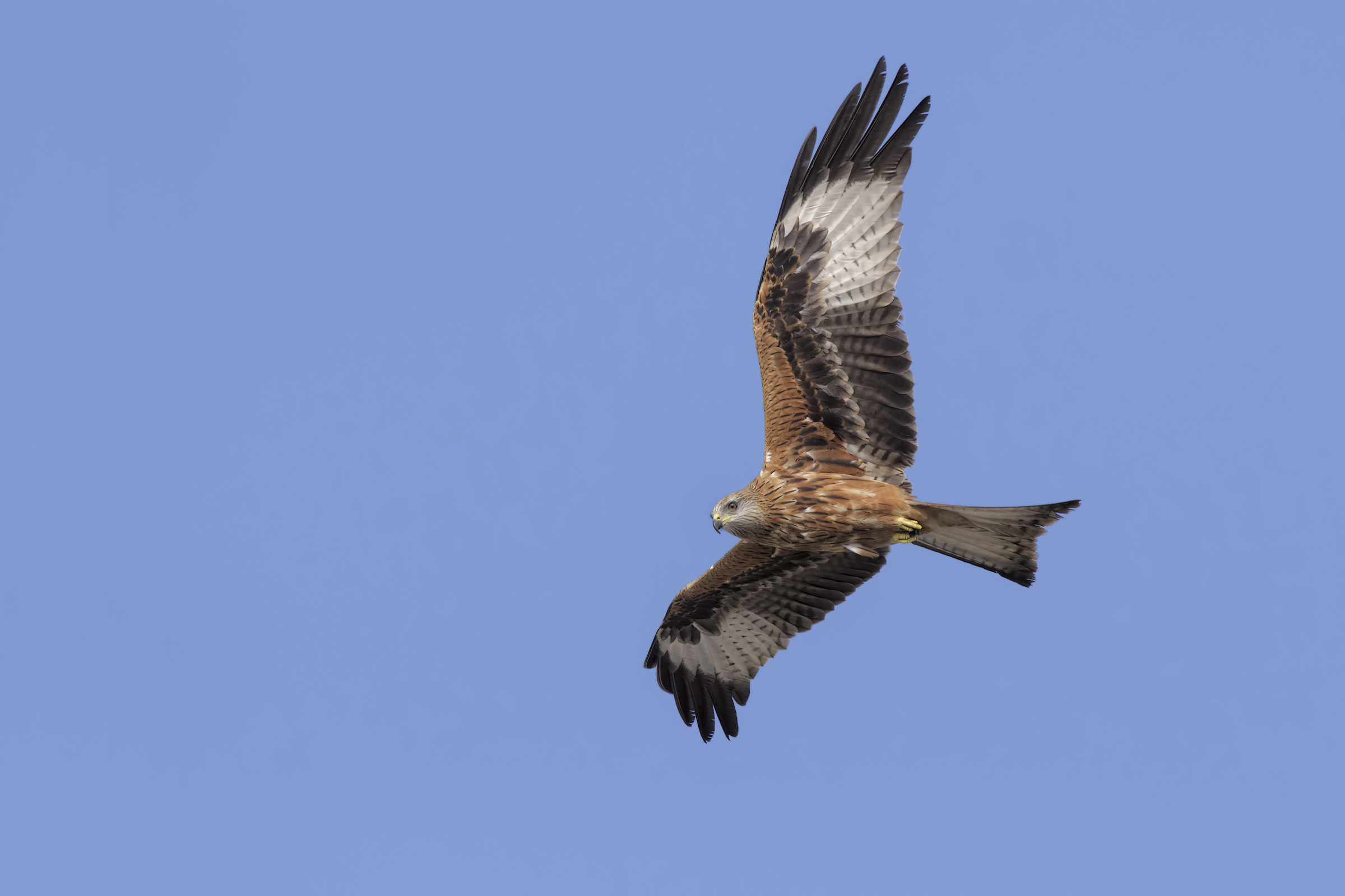 Royal Kite (Milvus milvus)