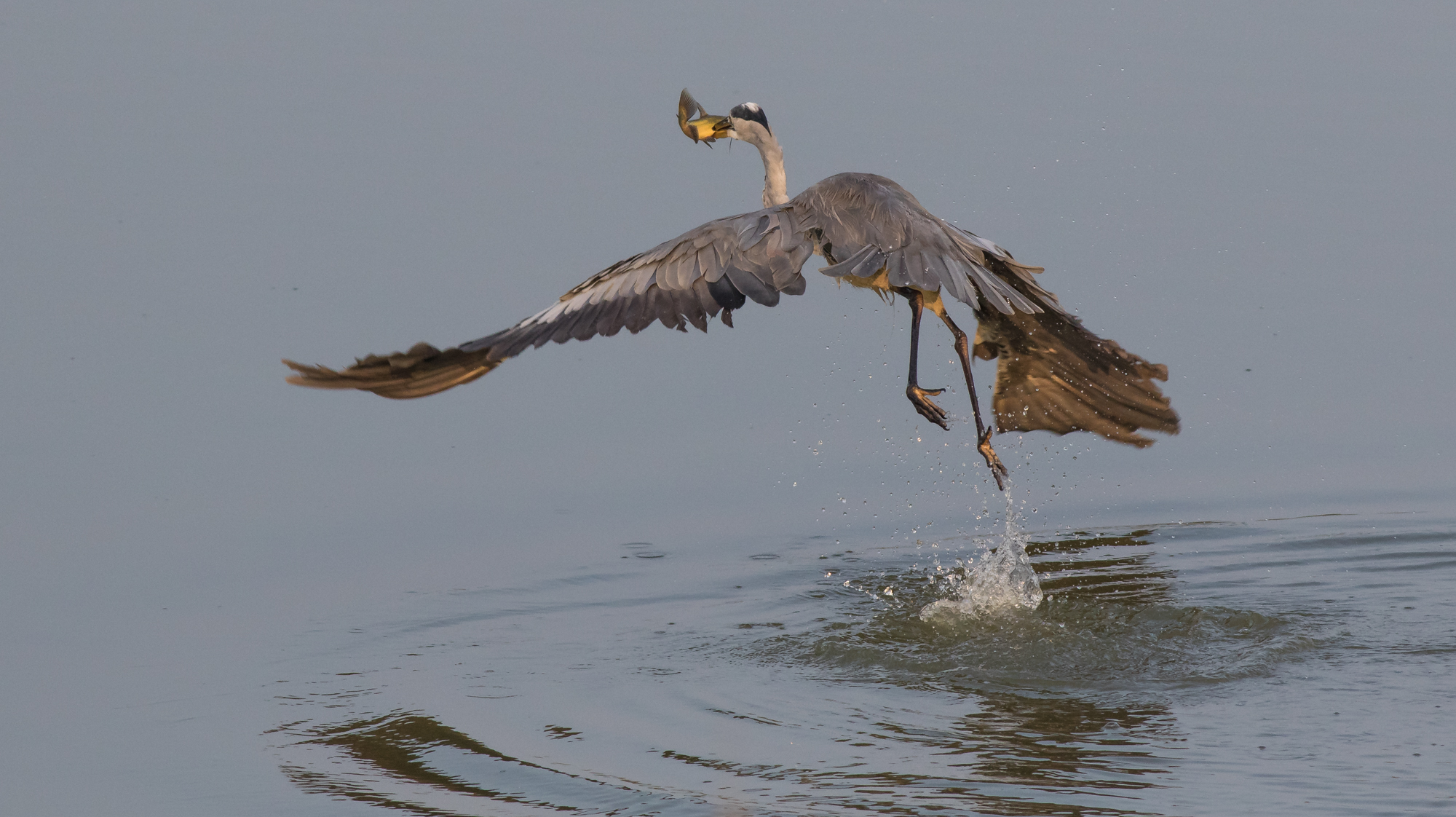 They dine from behind......?