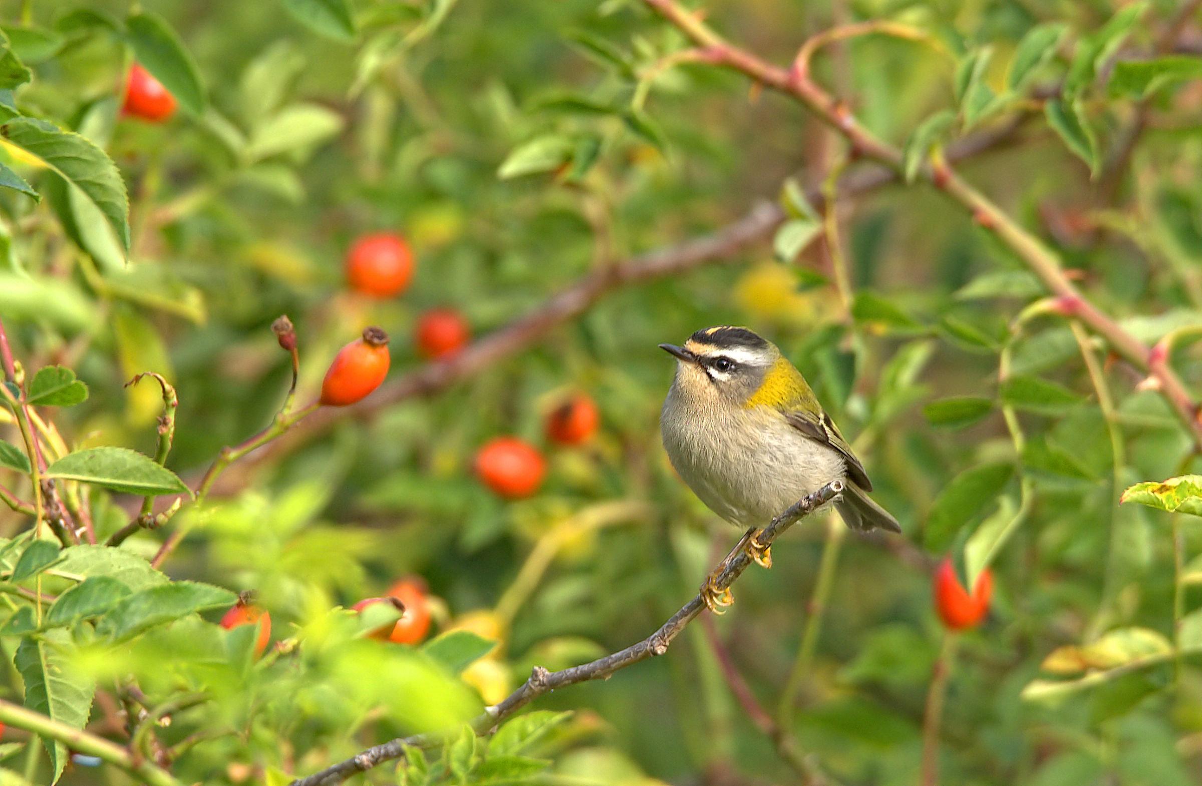 Firecrest