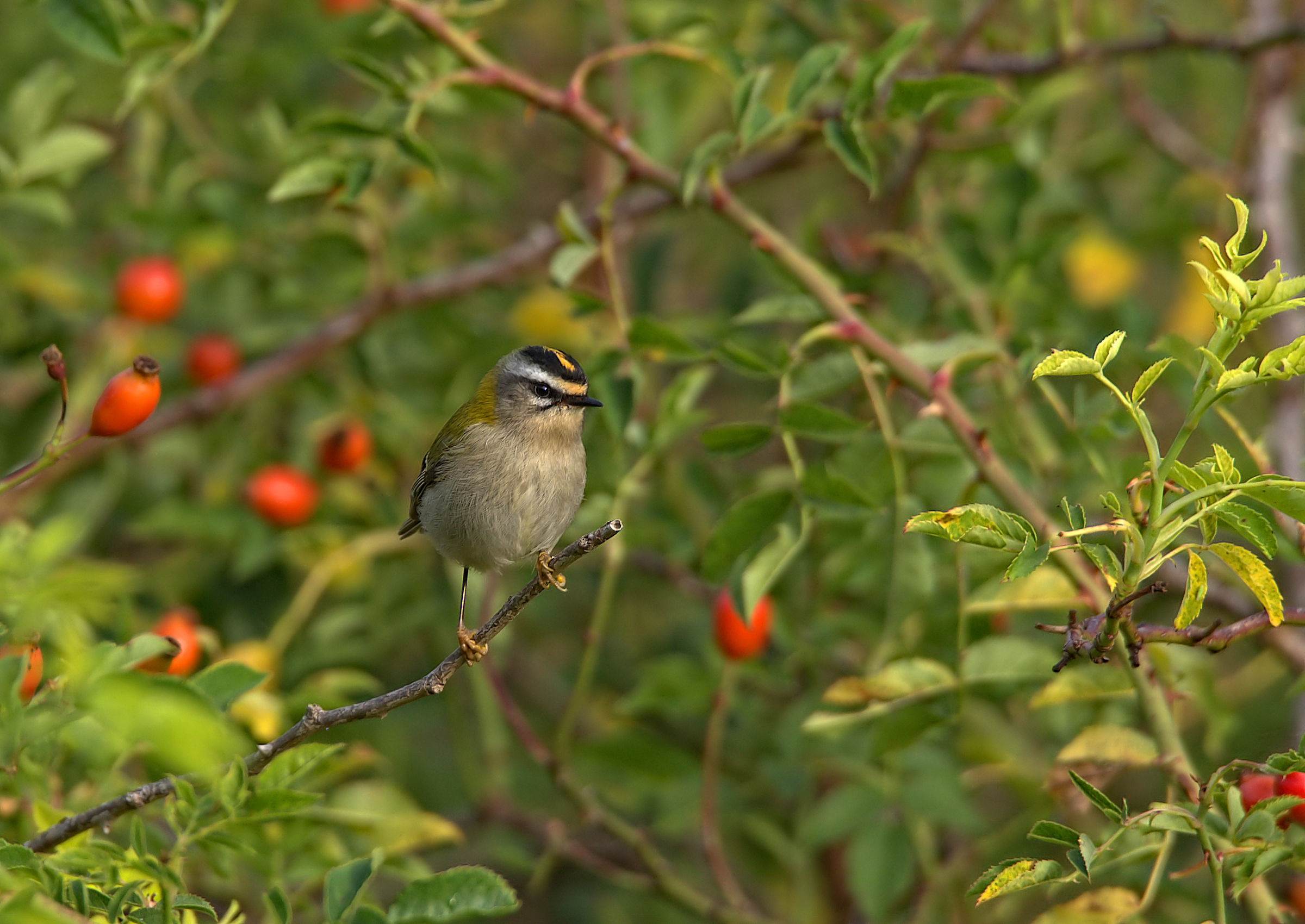 Firecrest