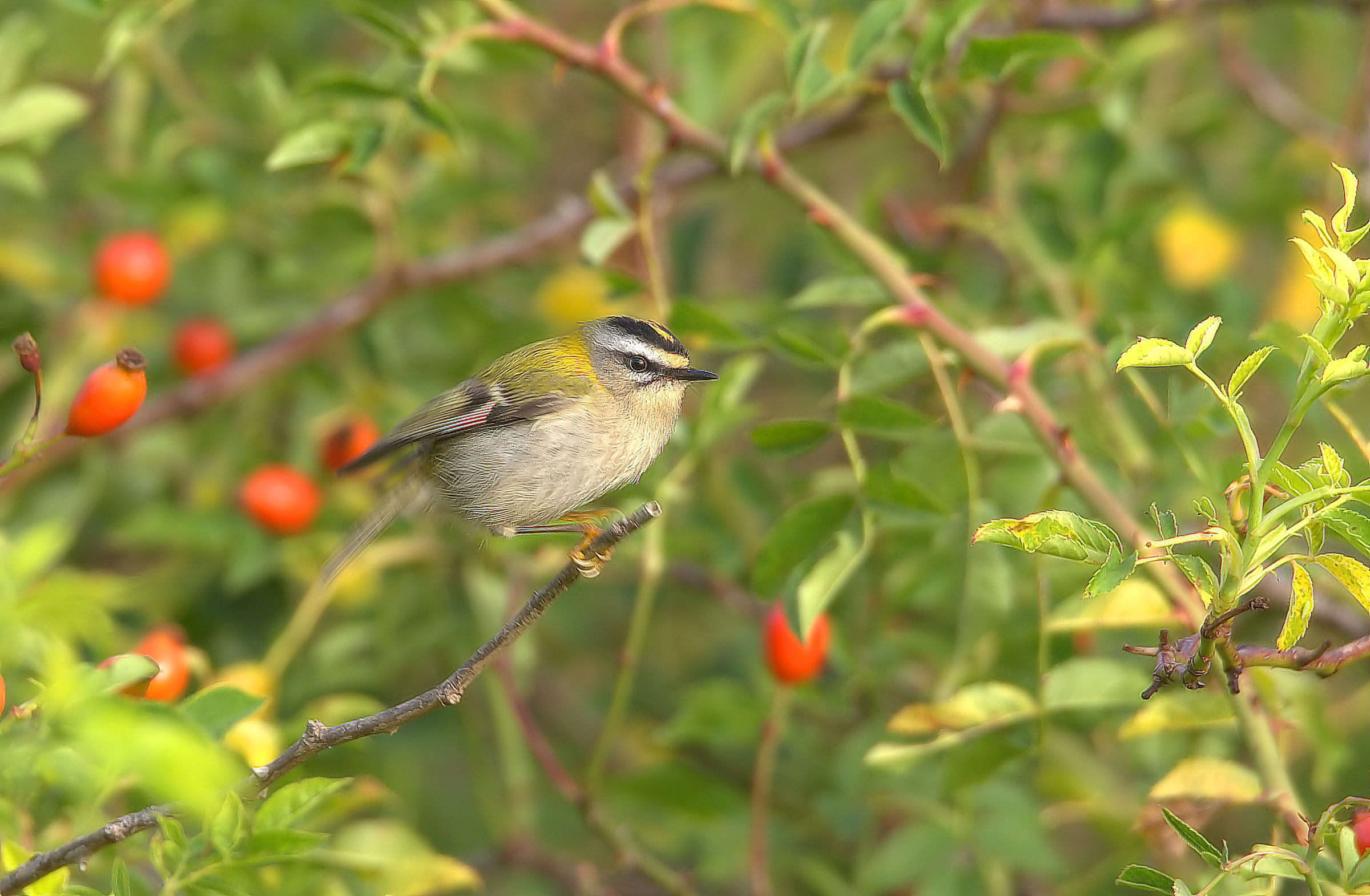 Firecrest