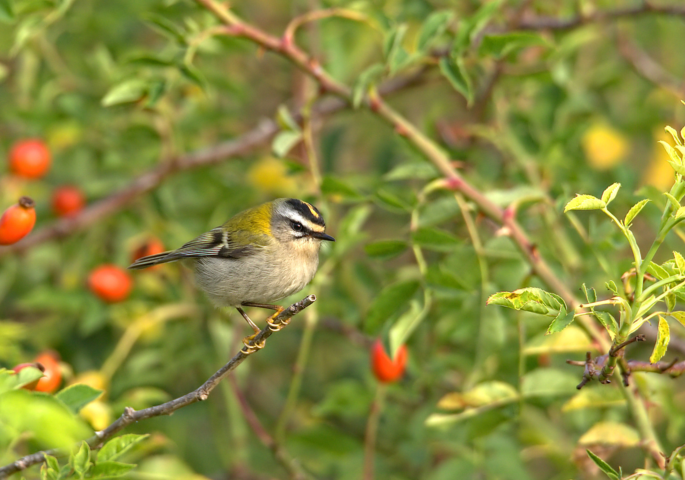 Firecrest