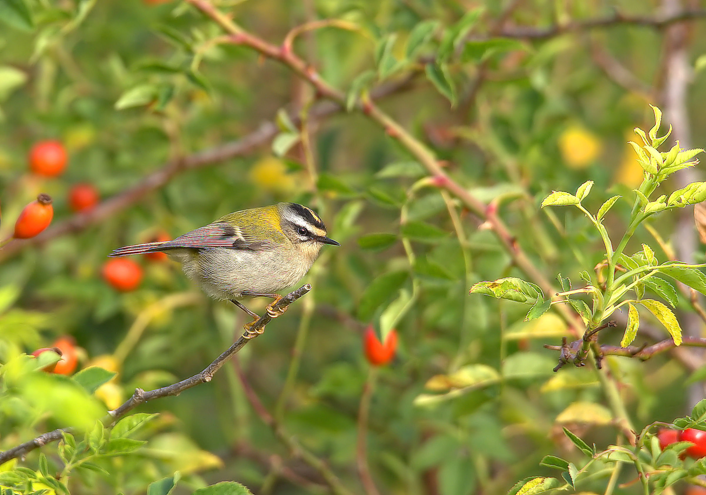 Firecrest