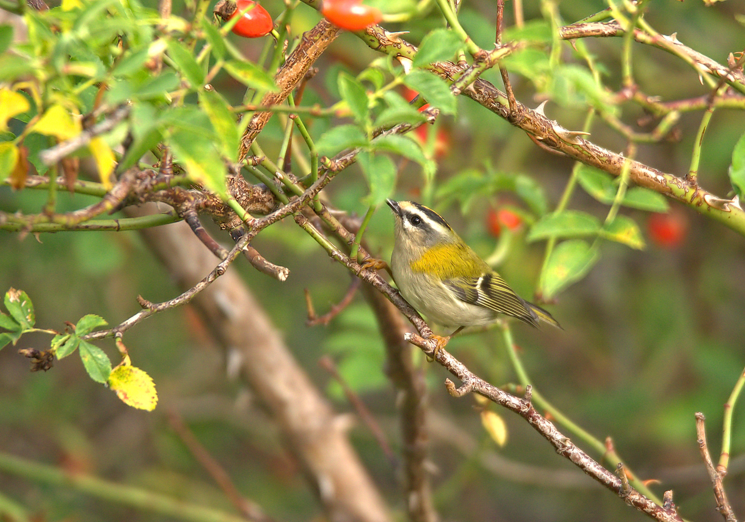 Firecrest