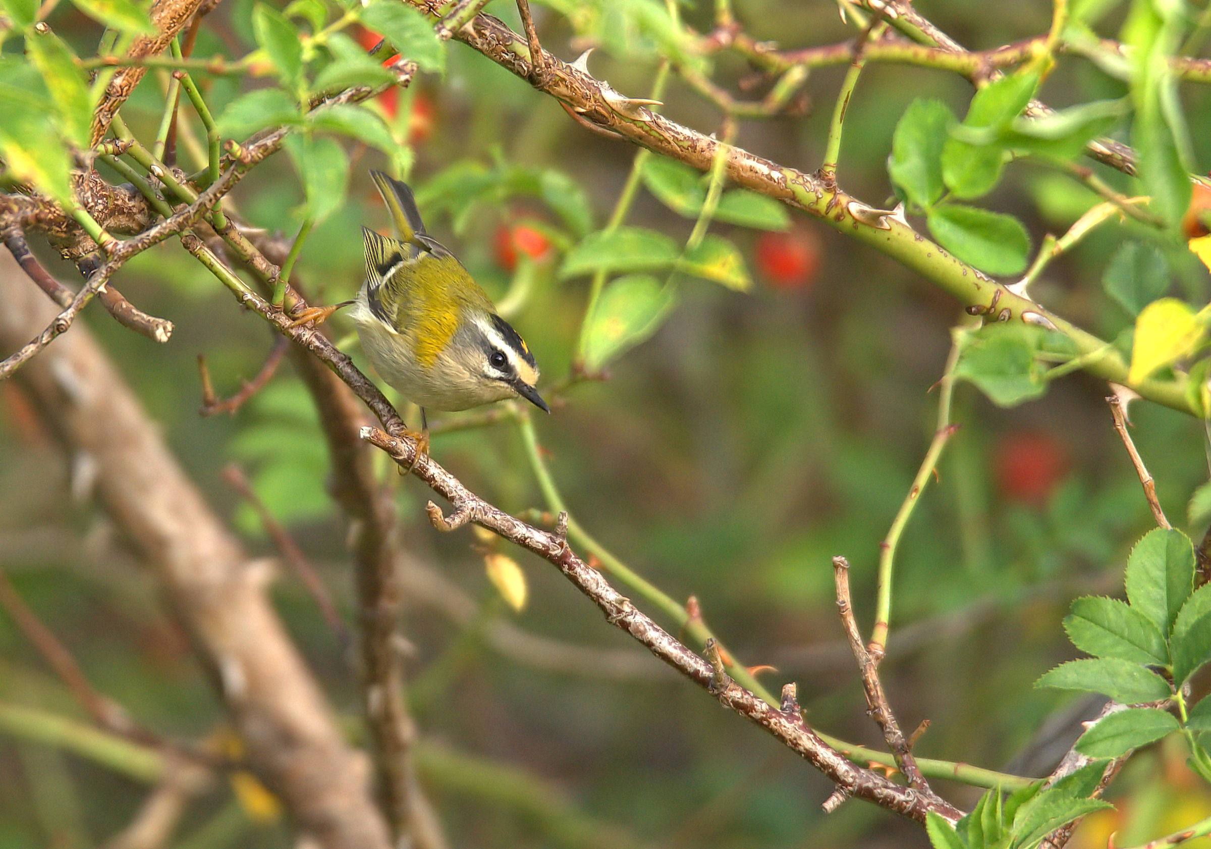 Firecrest