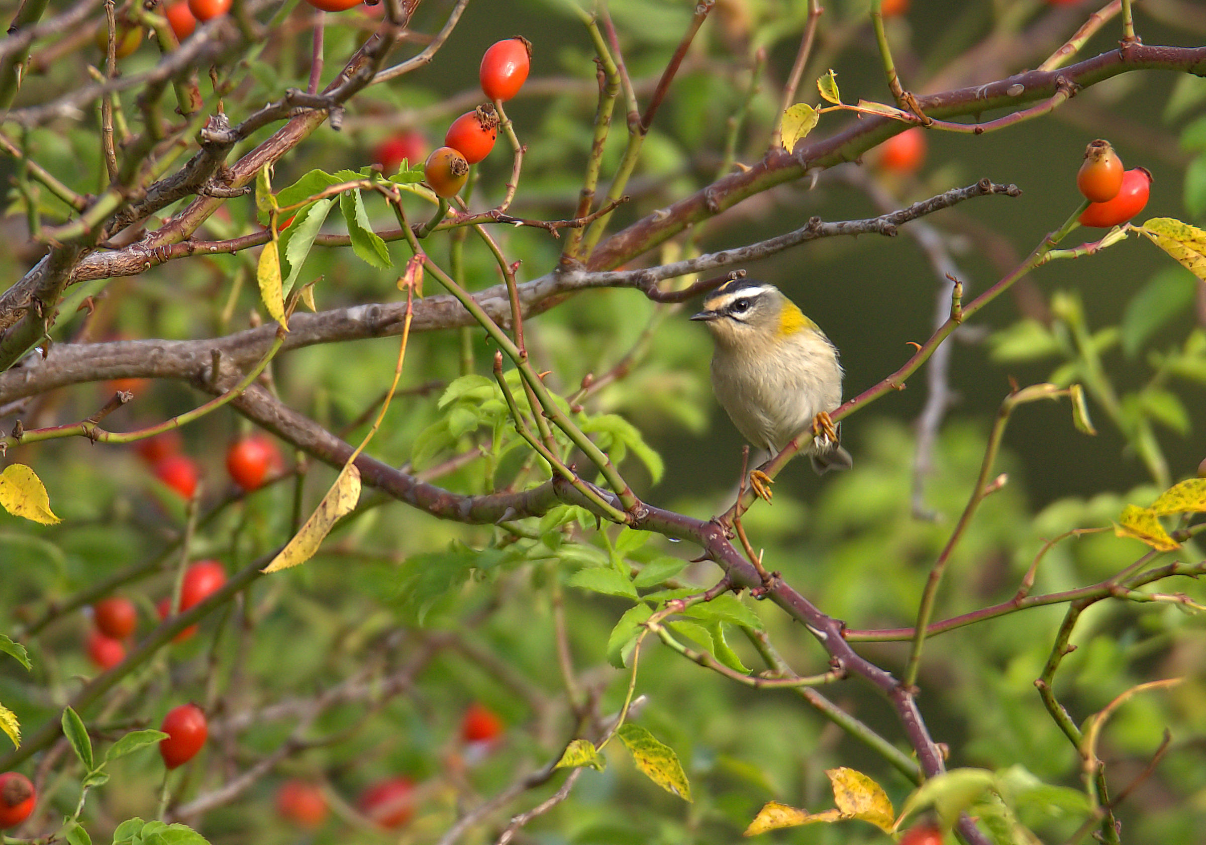 Firecrest