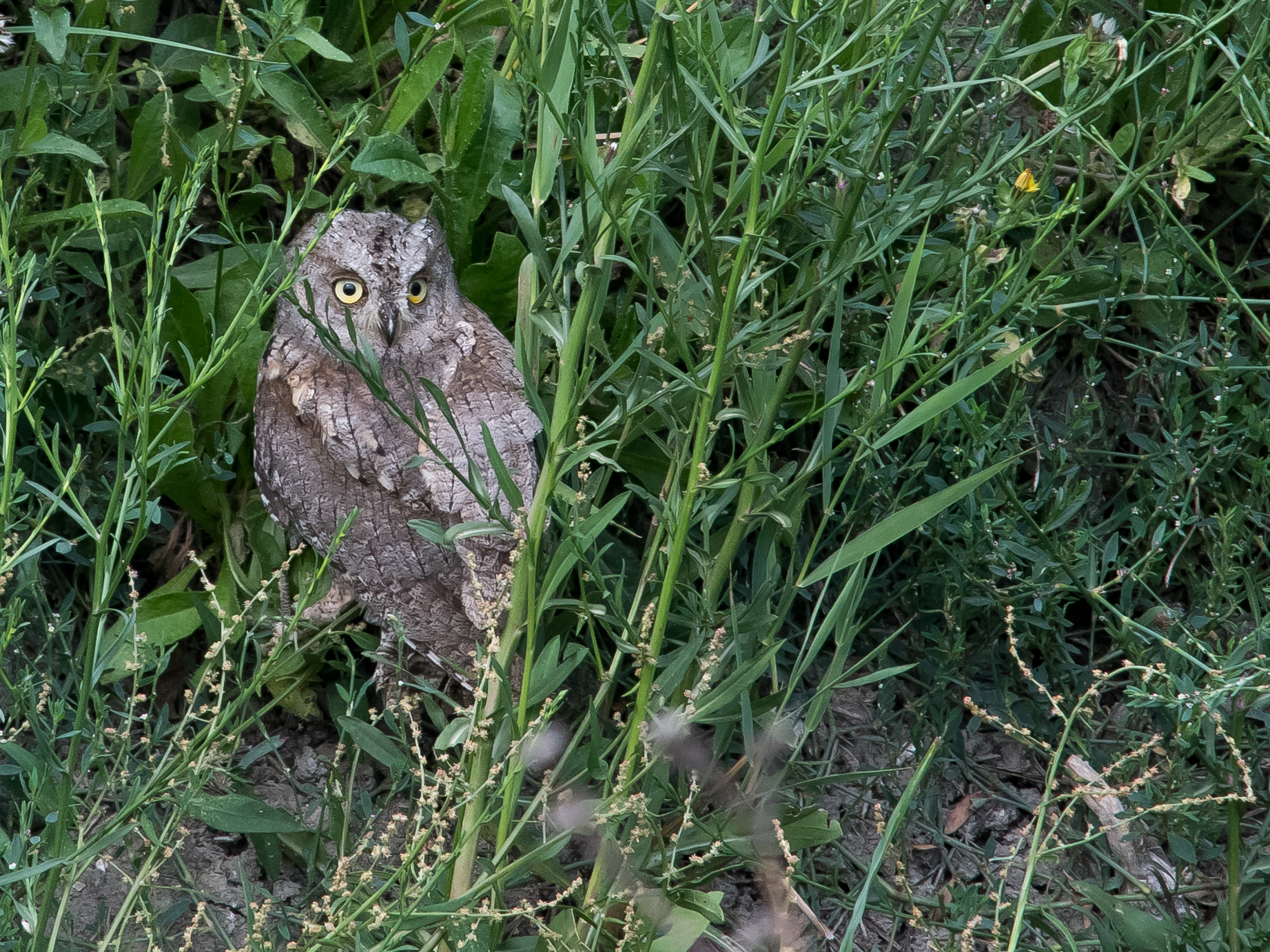Un giovane Assiolo in una giornata cupa (Crop)