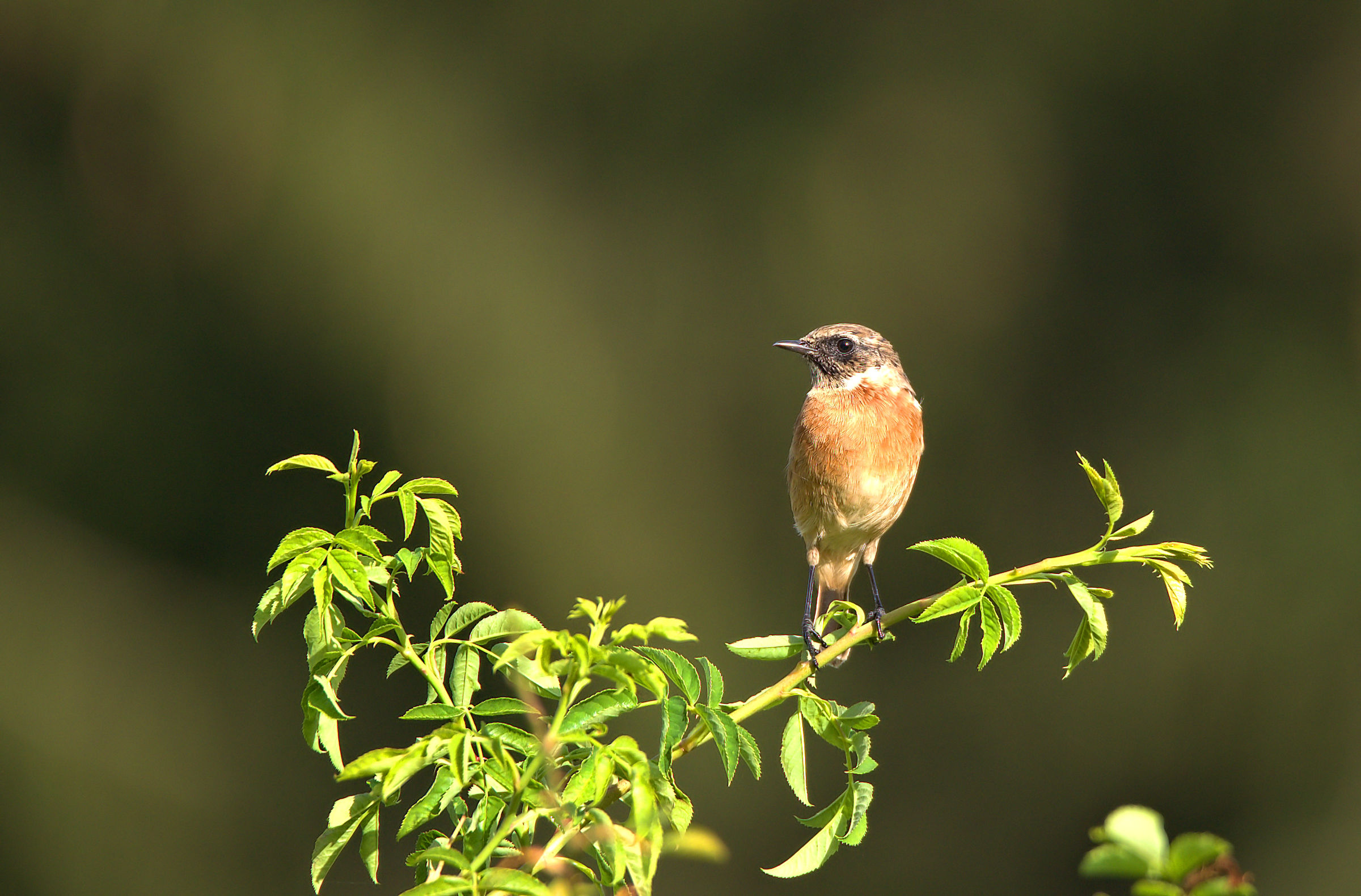 Whinchat