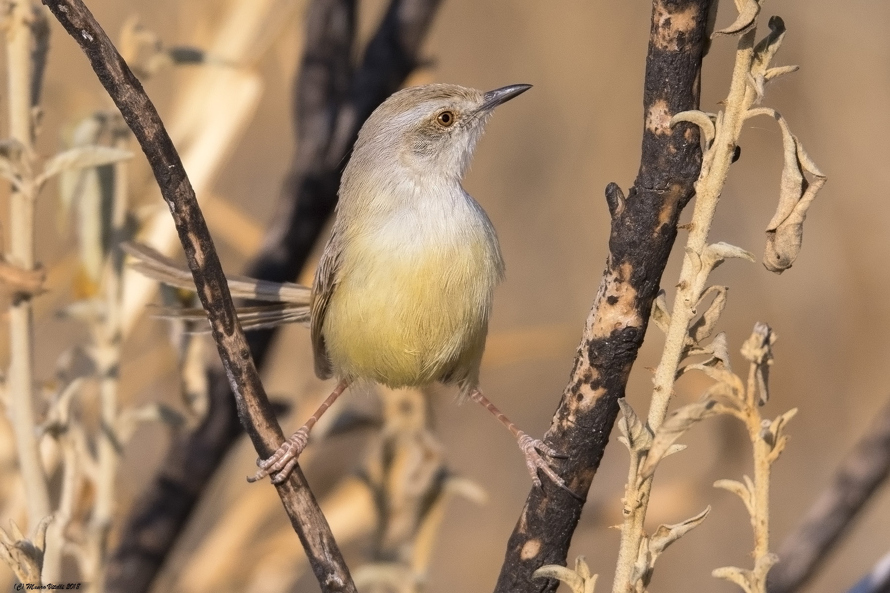 Black-chested Prinia (Prinia Flavicans) Kalahari