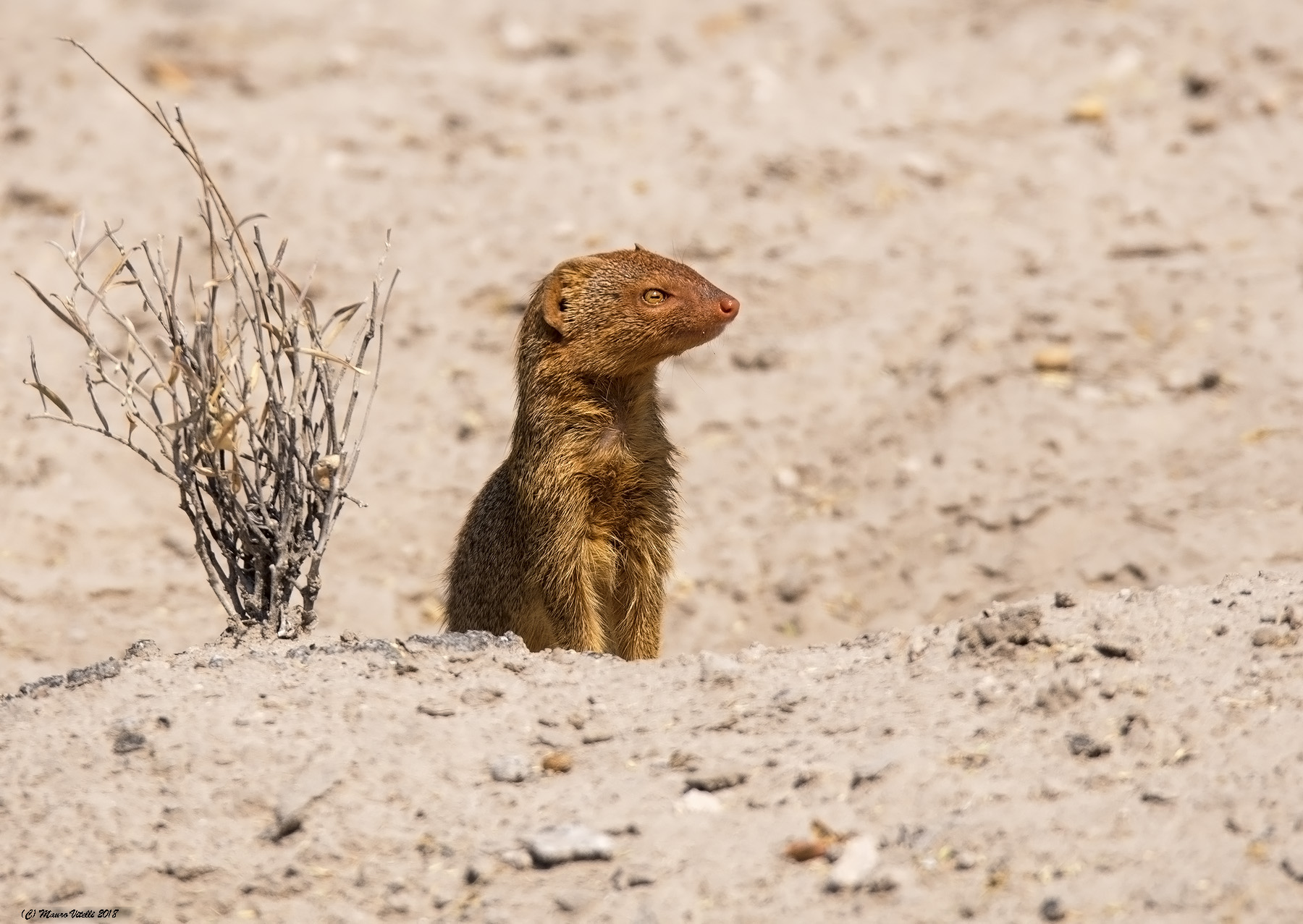 Yellow Mongoose (Kalahari)