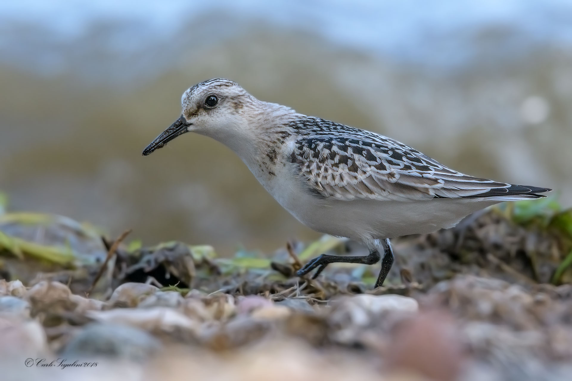 Piovanello Tridattilo   (Calidris alba)
