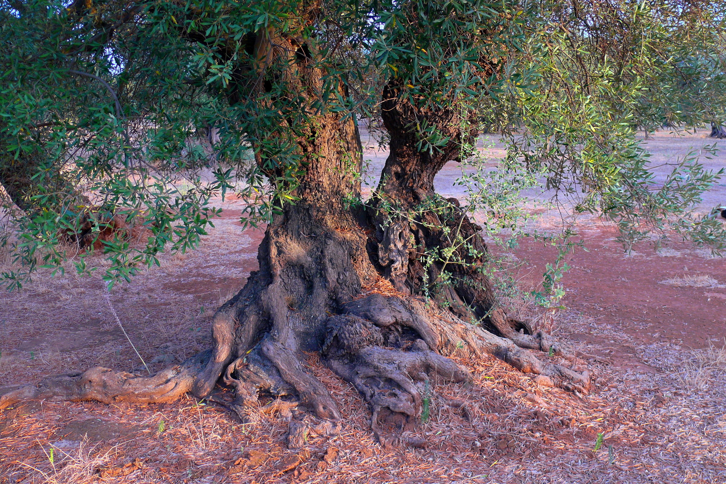 Olive trees 1